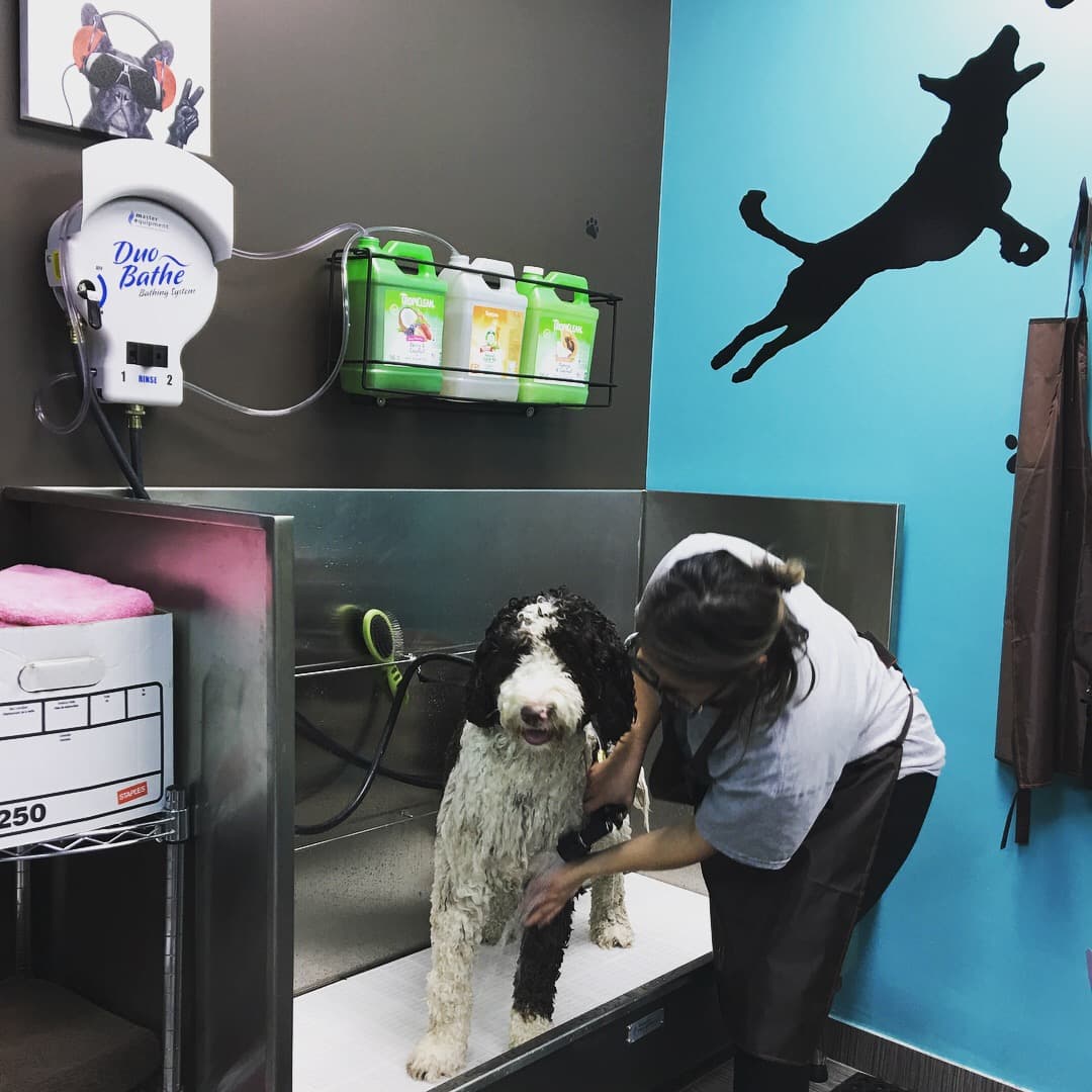 M&M Pet Boutique & Supplies - Pet groomer in Middle Village, NY