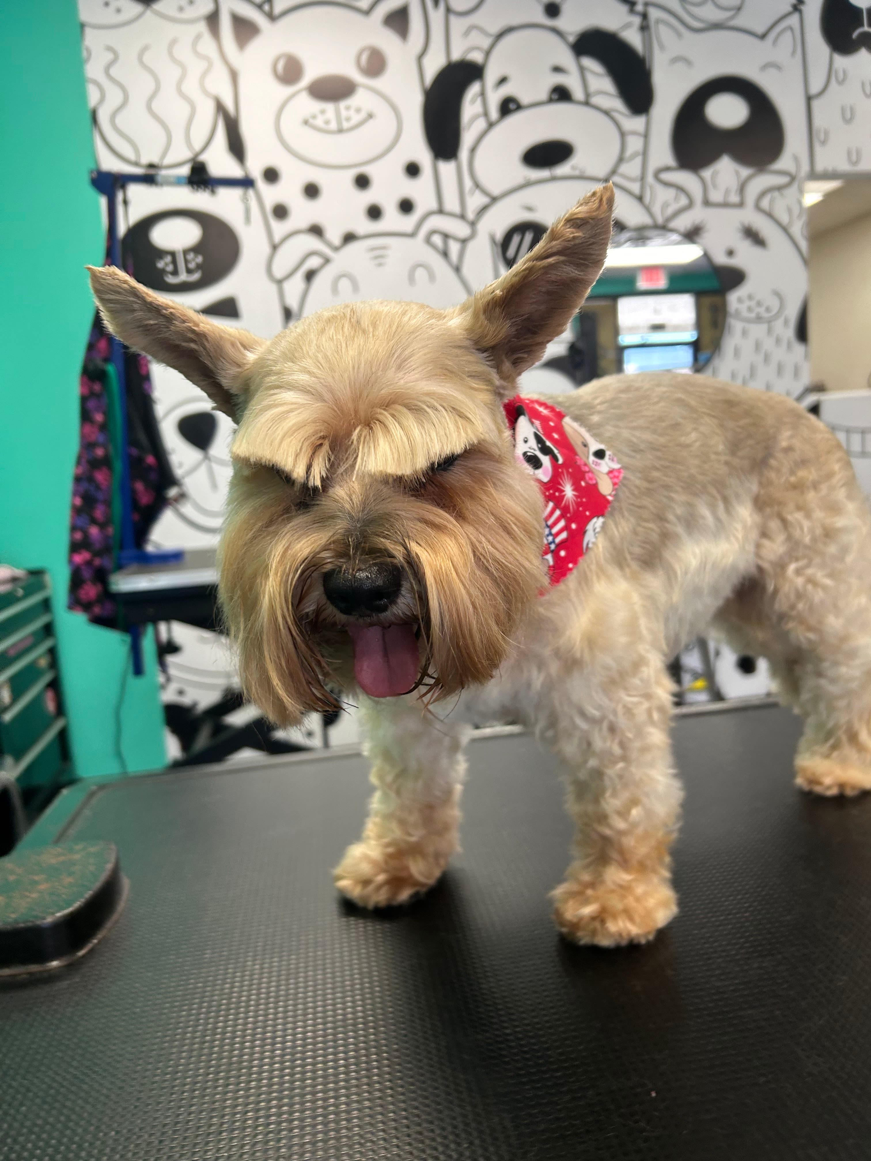 Hair o' the Dog Pet Salon - Pet groomer in Austin, TX