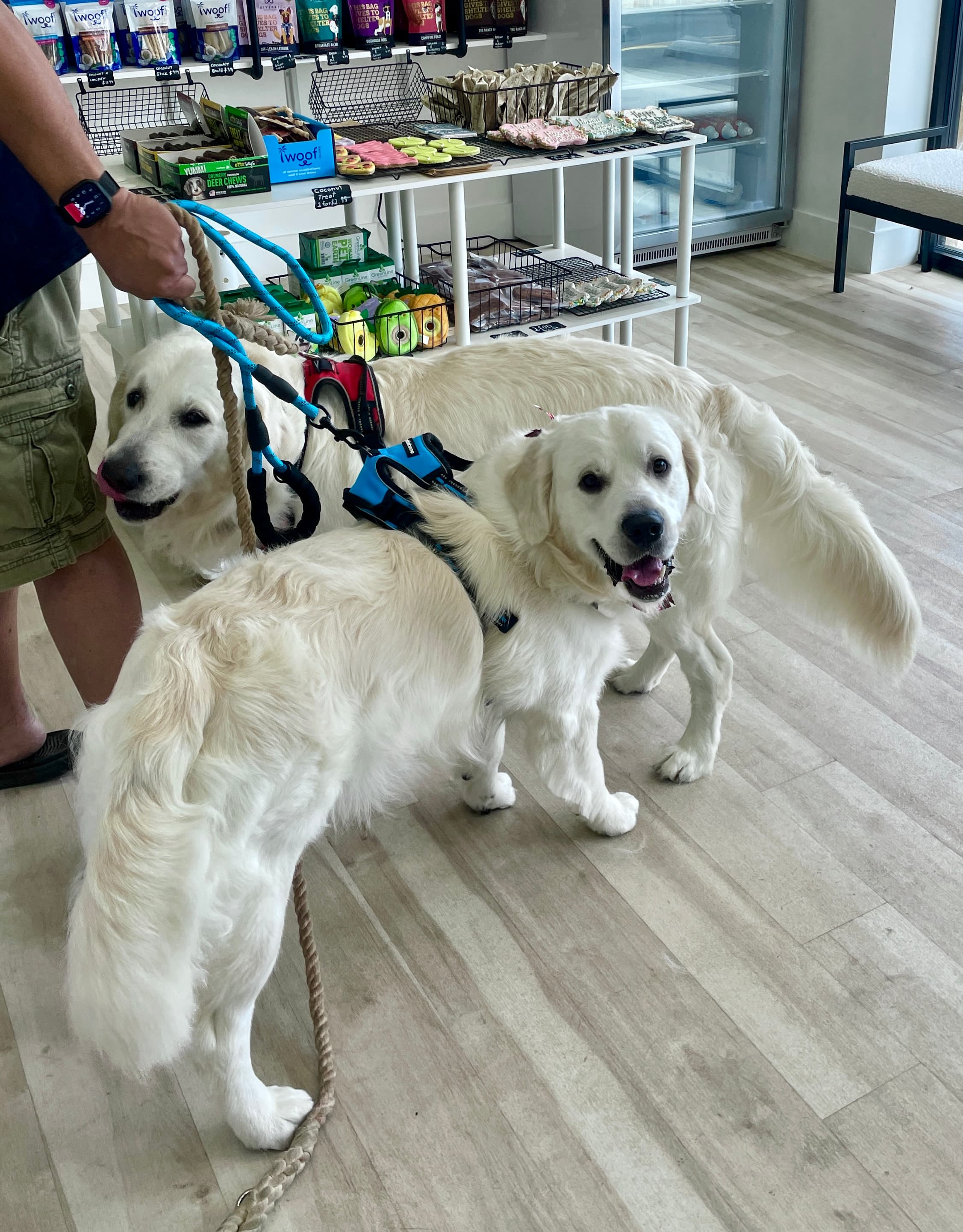 Bubble Tail Dog Bath & Groom - Pet groomer in San Antonio, TX