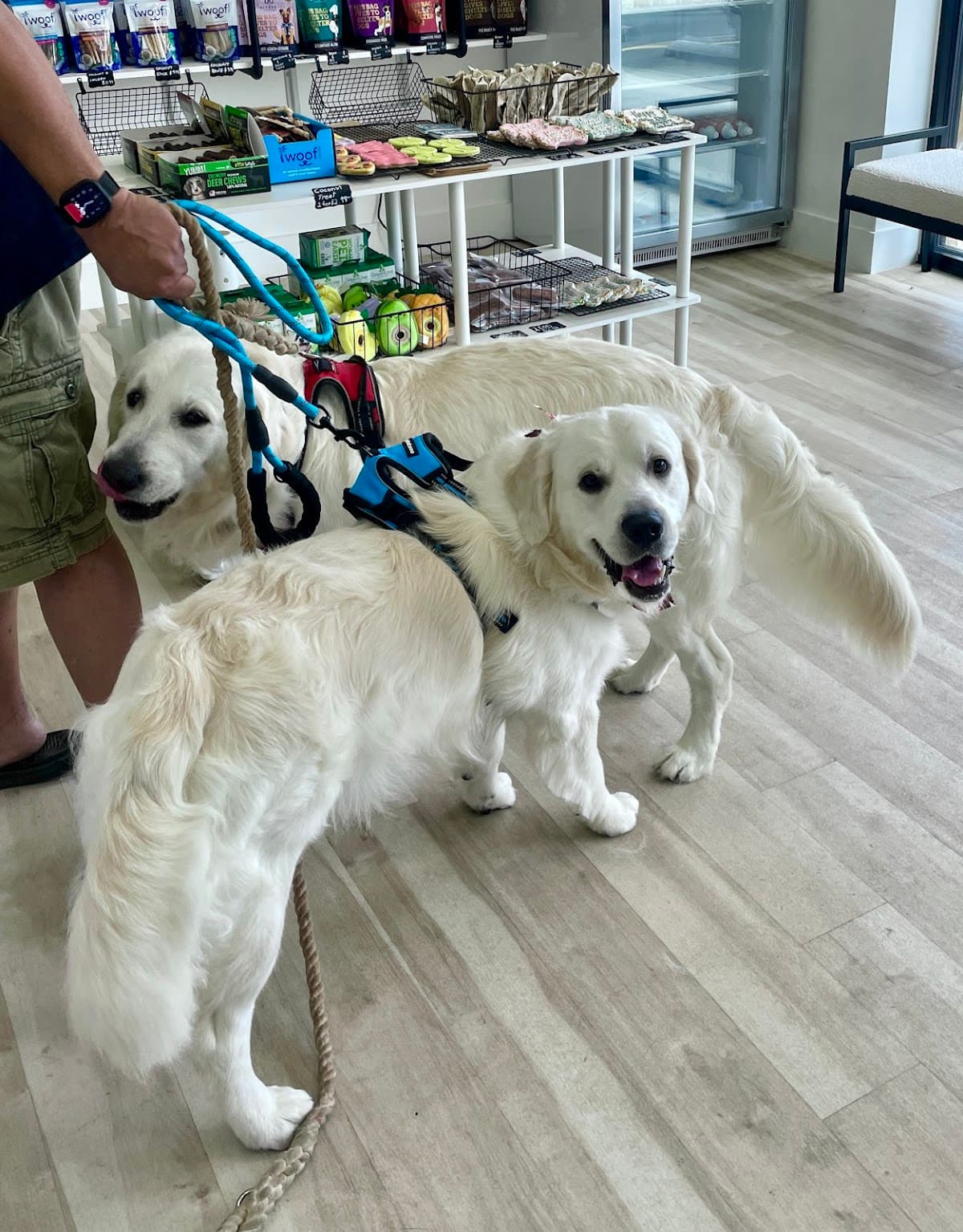 Bubble Tail Dog Bath & Groom - Pet groomer in San Antonio, TX