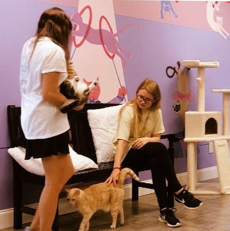 Whiskers on Kittens Boarding and Dog and Cat Grooming - Pet groomer in Peachtree Corners, GA