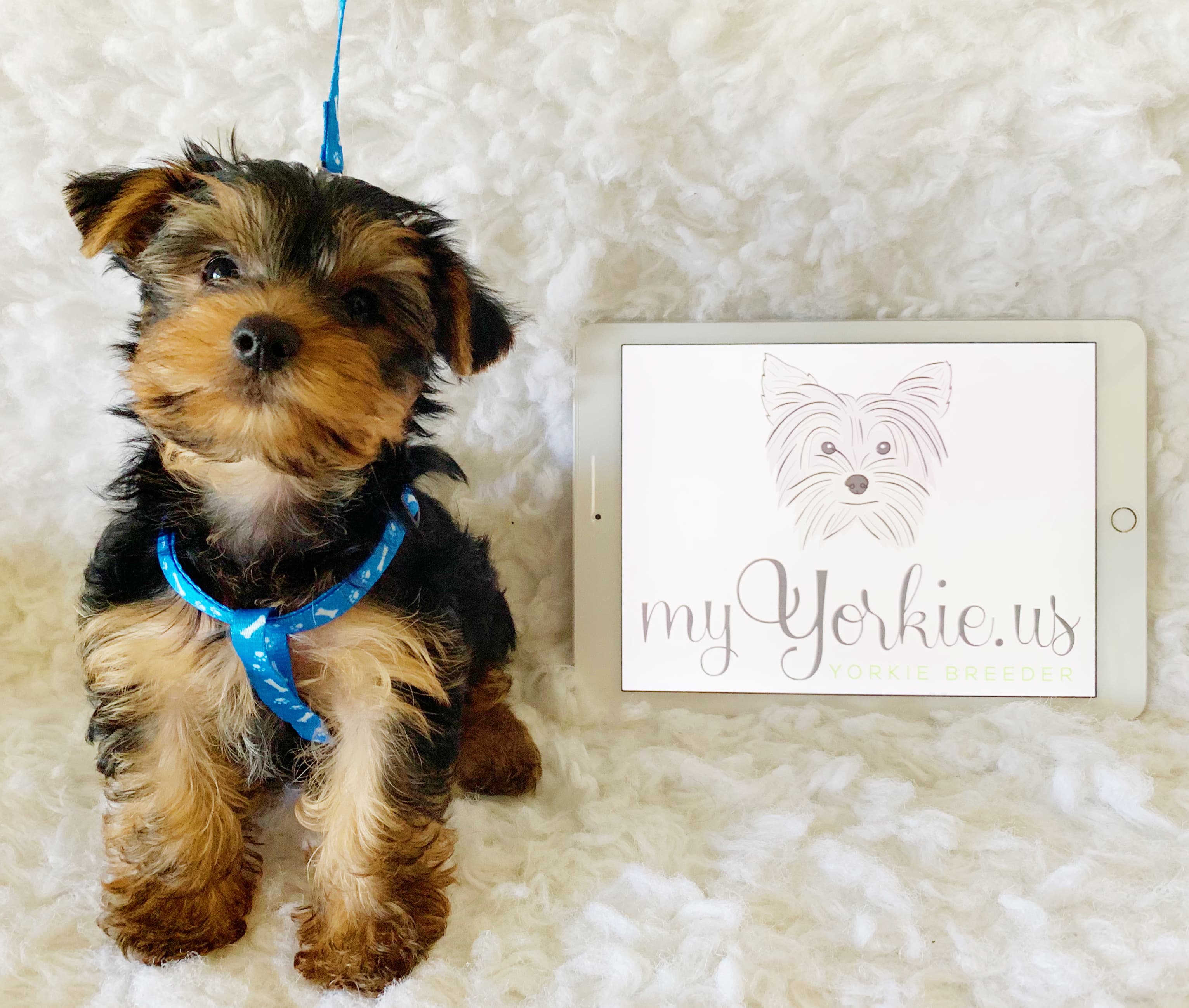 My Yorkie US - Pet groomer in Orlando, FL