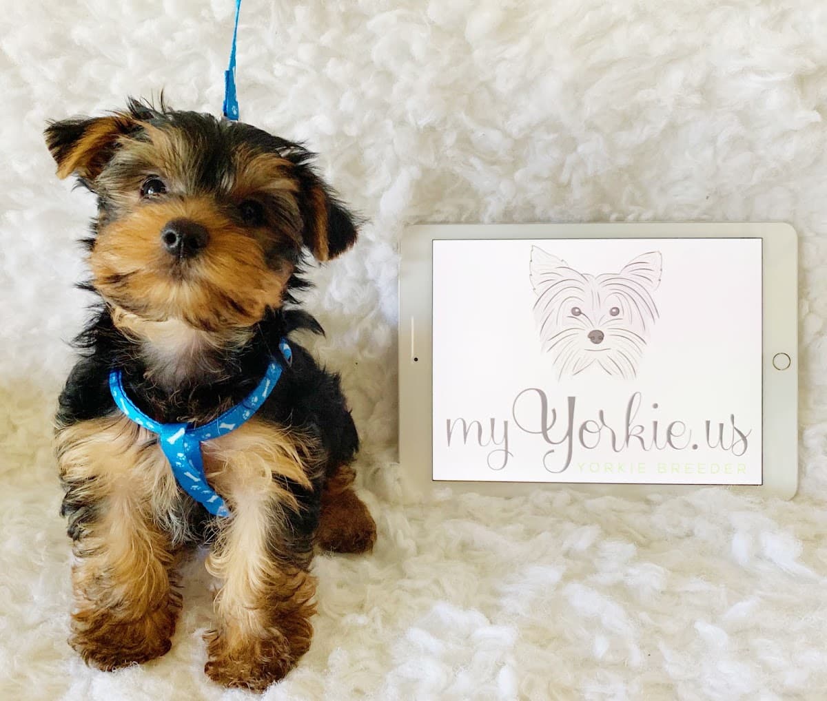My Yorkie US - Pet groomer in Orlando, FL