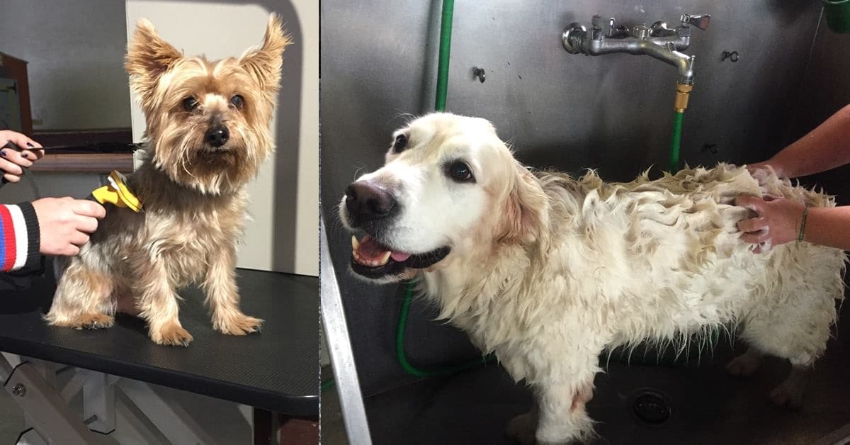 K9 Cleveland - Pet groomer in Cleveland, OH
