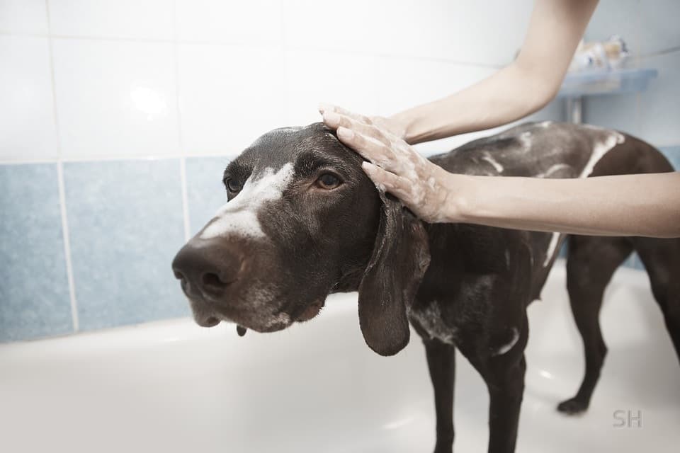 Paws In Paradise NYC - Pet groomer in Brooklyn, NY