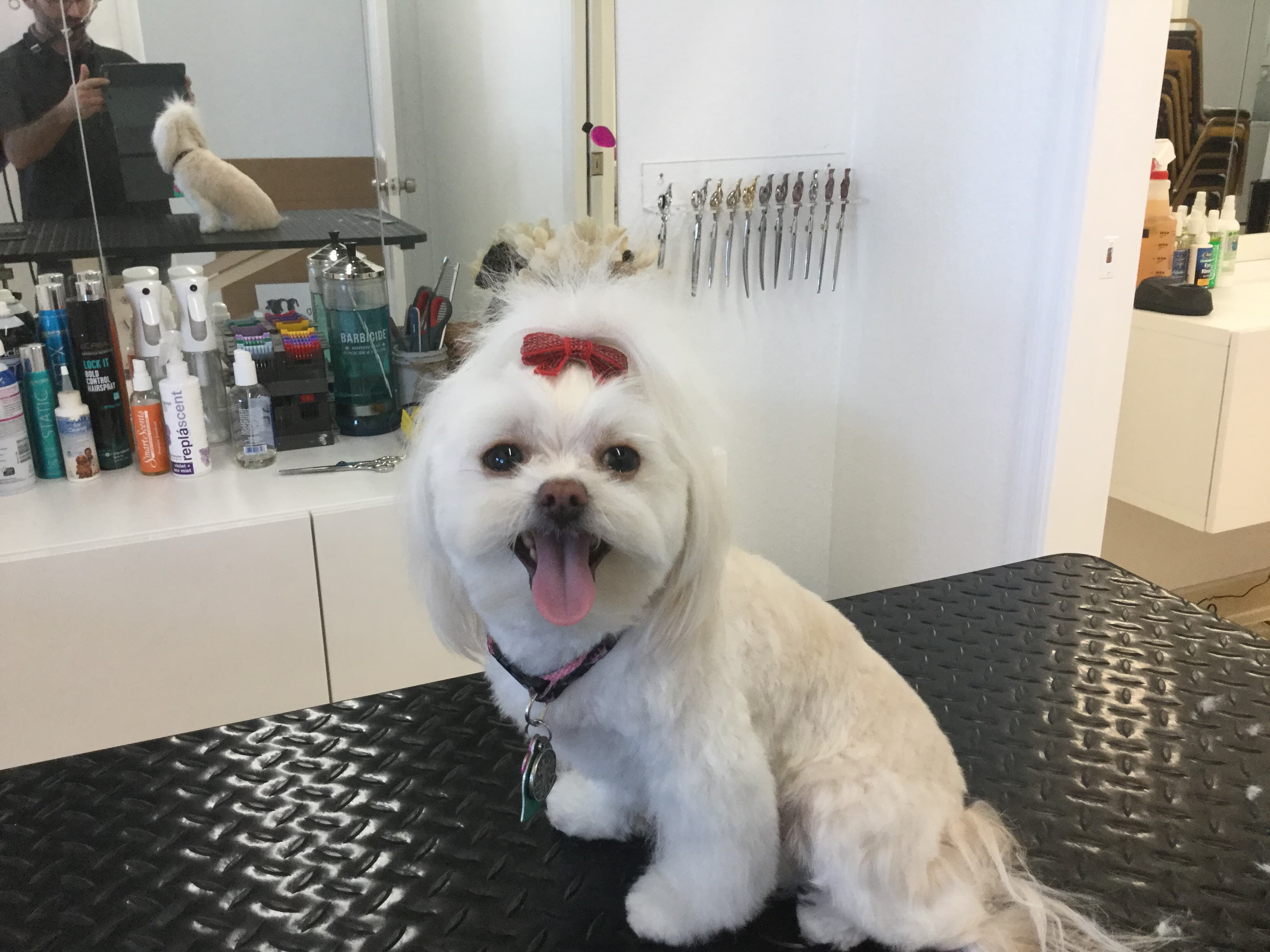 Nick's Grooming Studio - Pet groomer in Fort Lauderdale, FL