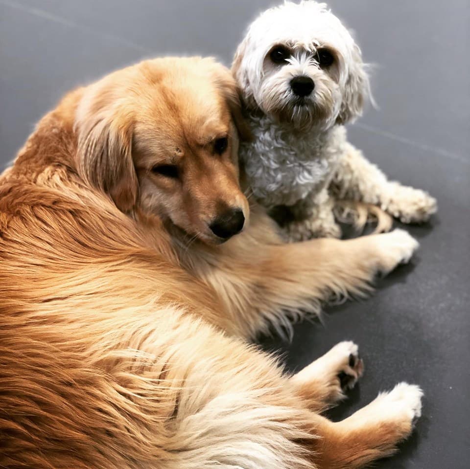 The Dog Retreat and Spa - Pet groomer in Waltham, MA