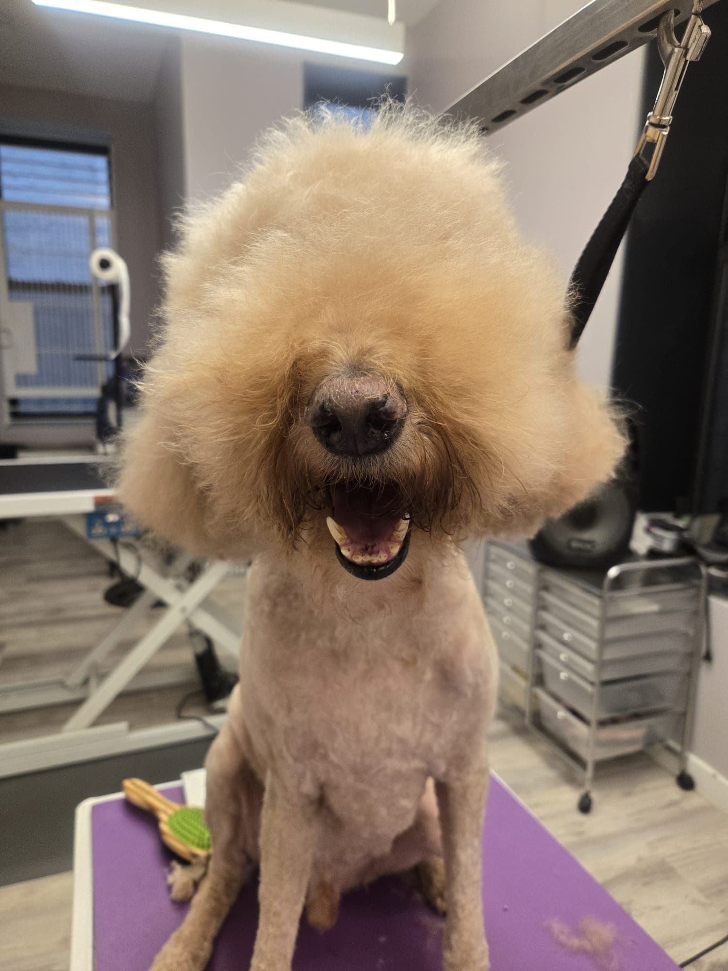 Precious Paws & Bubbles Grooming Boutique - Pet groomer in New York, NY
