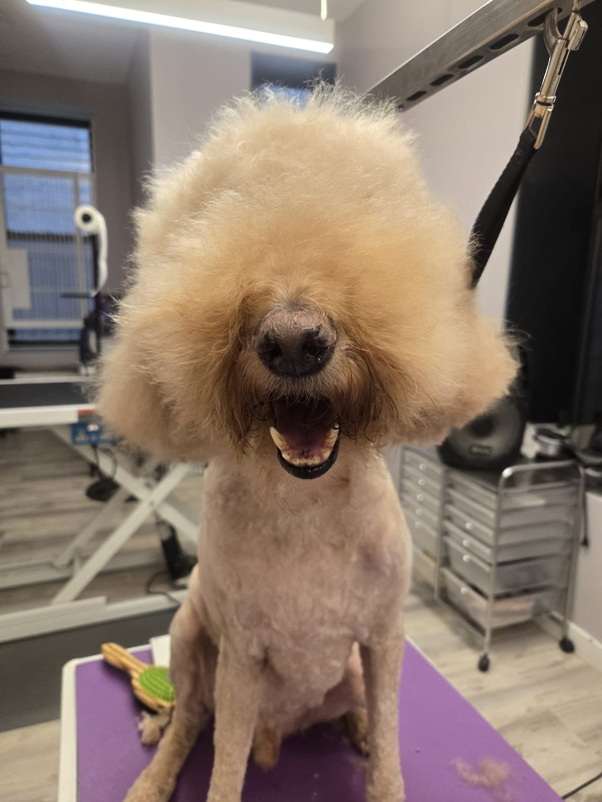 Precious Paws & Bubbles Grooming Boutique - Pet groomer in New York, NY