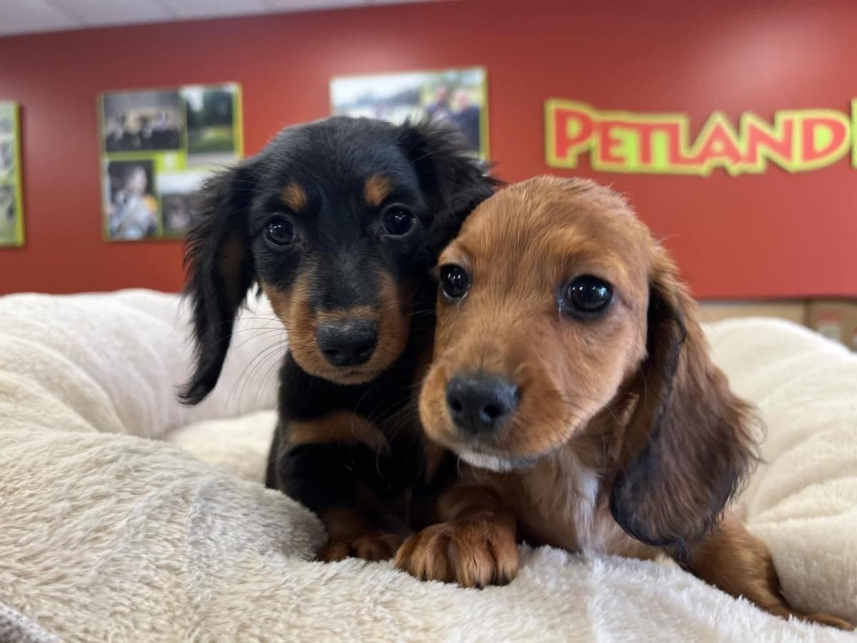 Petland Murfreesboro - Pet groomer in Murfreesboro, TN