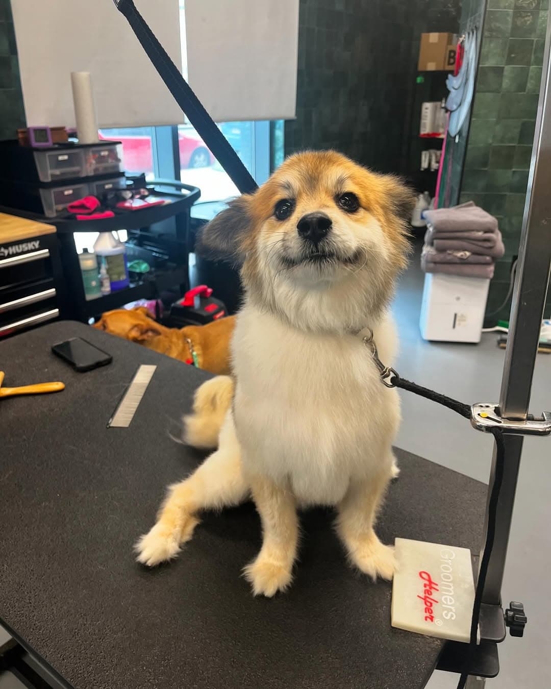 Heart + Paw - Pet groomer in Philadelphia, PA