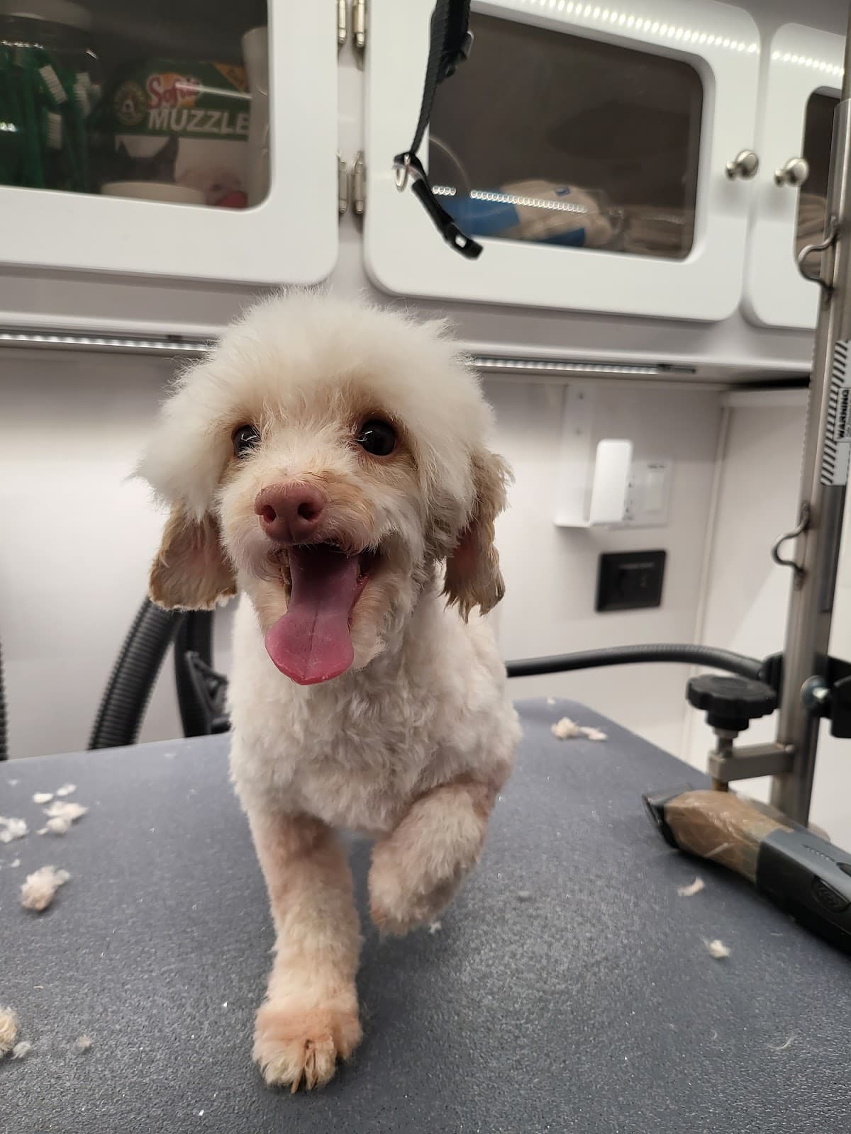 Park and Bark - Pet groomer in Great Neck, NY