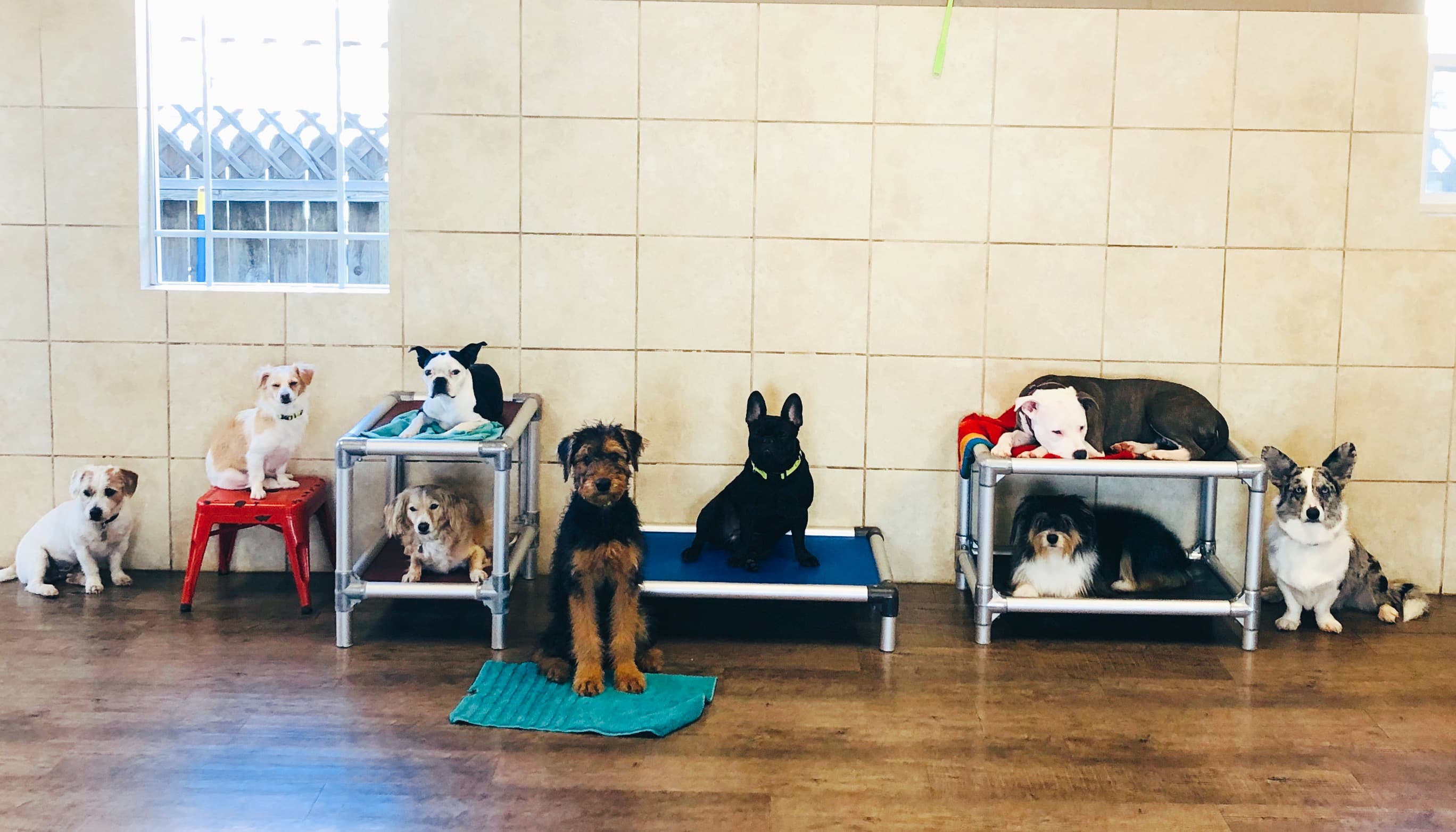 Cha Cha's Doggie Daycare - Pet groomer in Sacramento, CA