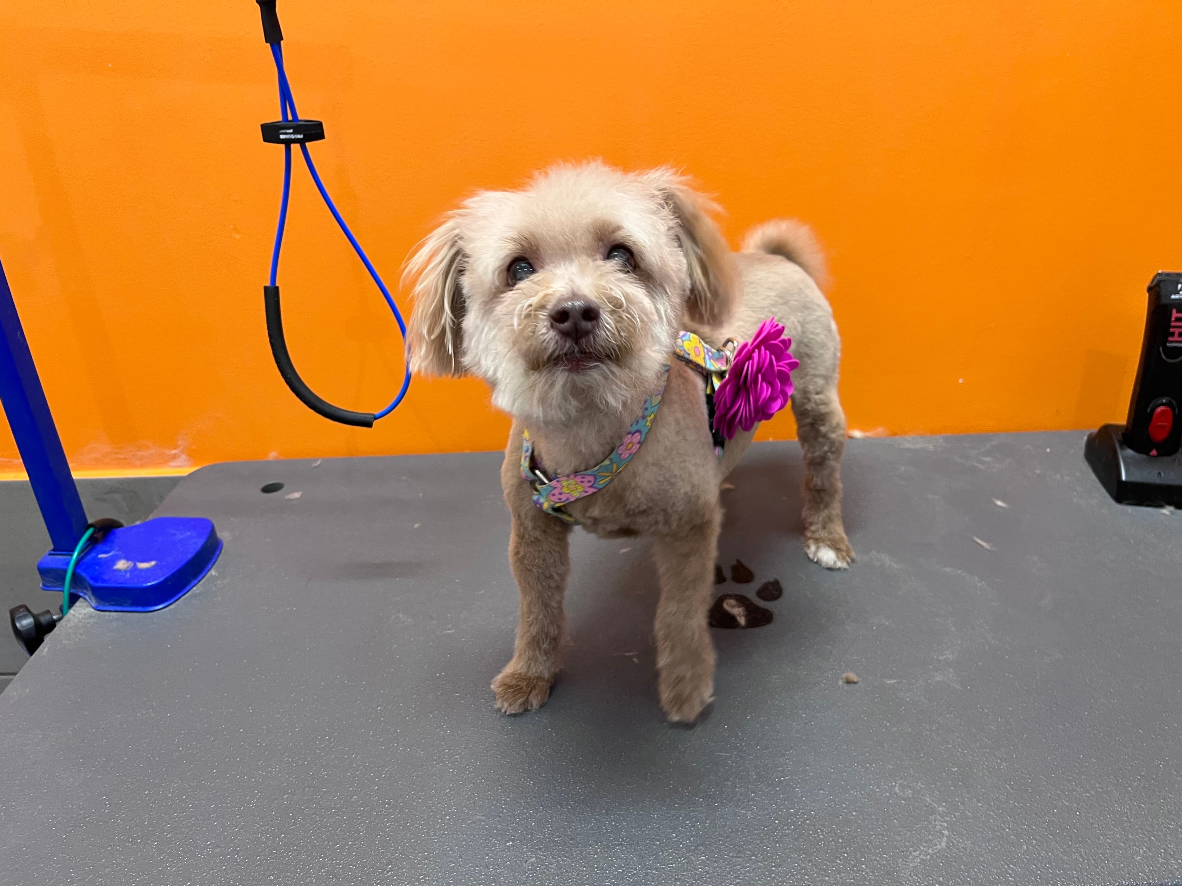 petbar San Antonio - Alamo Heights - Pet groomer in Alamo Heights, TX