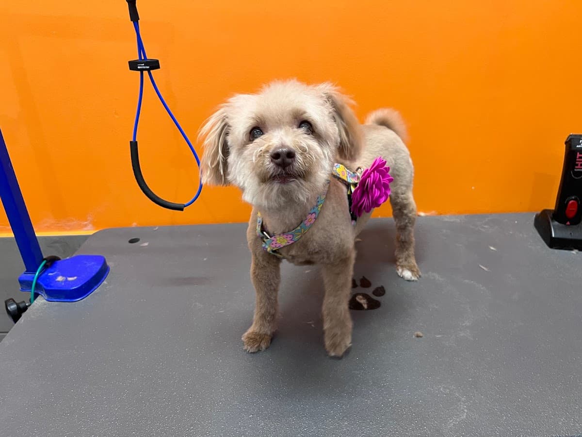 petbar San Antonio - Alamo Heights - Pet groomer in Alamo Heights, TX