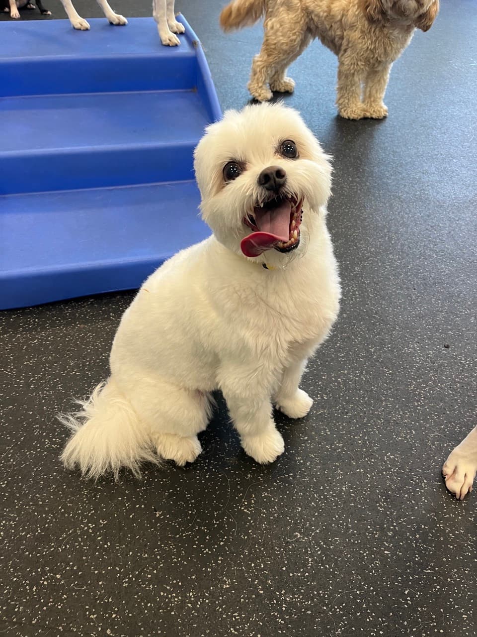 Dogtopia of Fort Lauderdale - Northeast - Pet groomer in Fort Lauderdale, FL