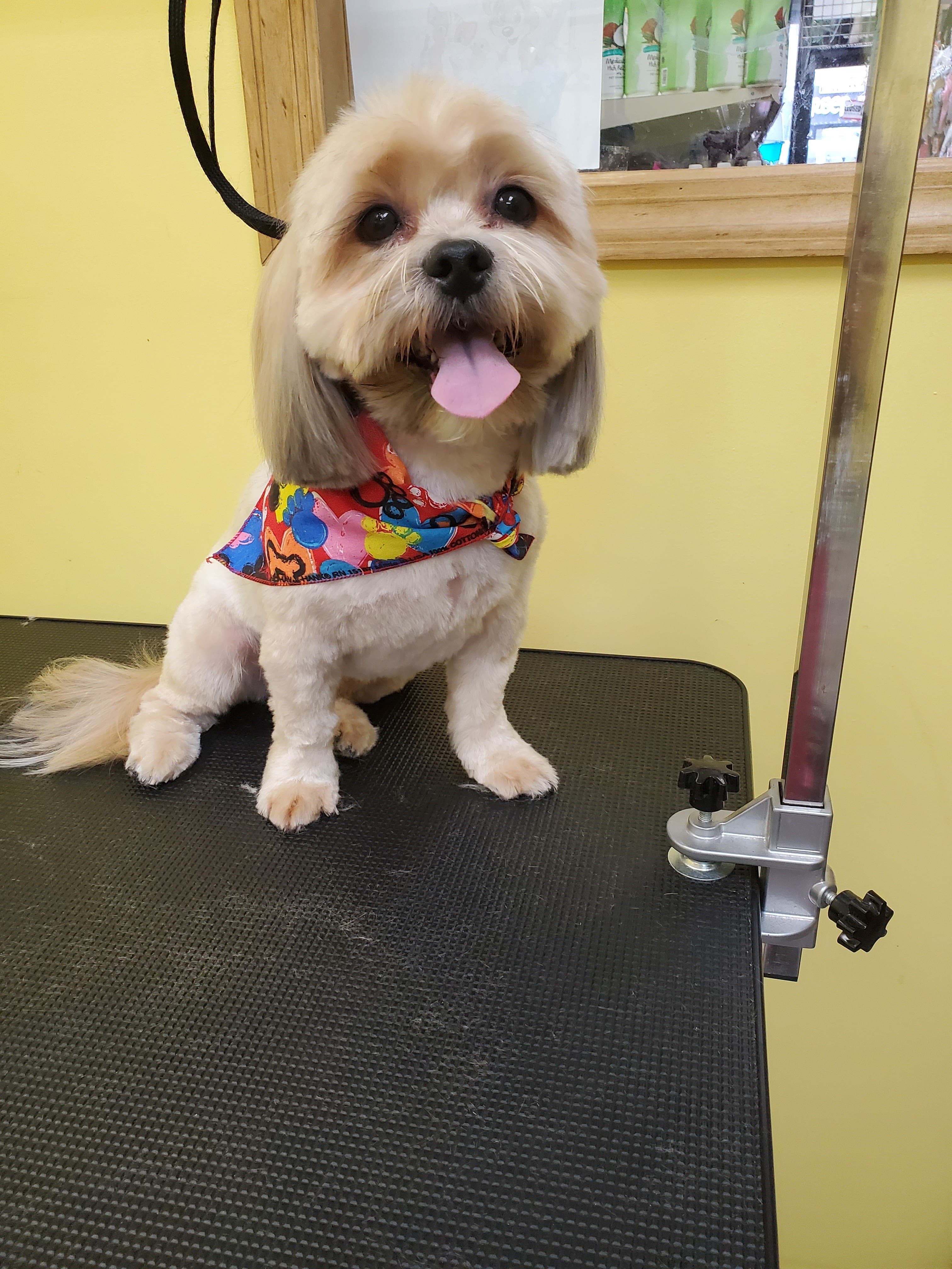 Best Friend Pet Shop - Pet groomer in New York, NY