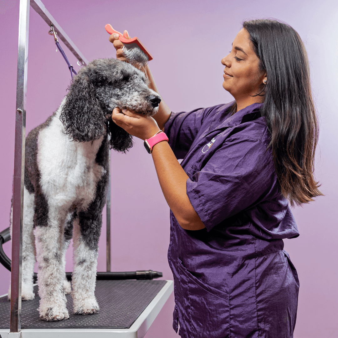 Central Bark Aurora Fox Valley - Pet groomer in Aurora, IL