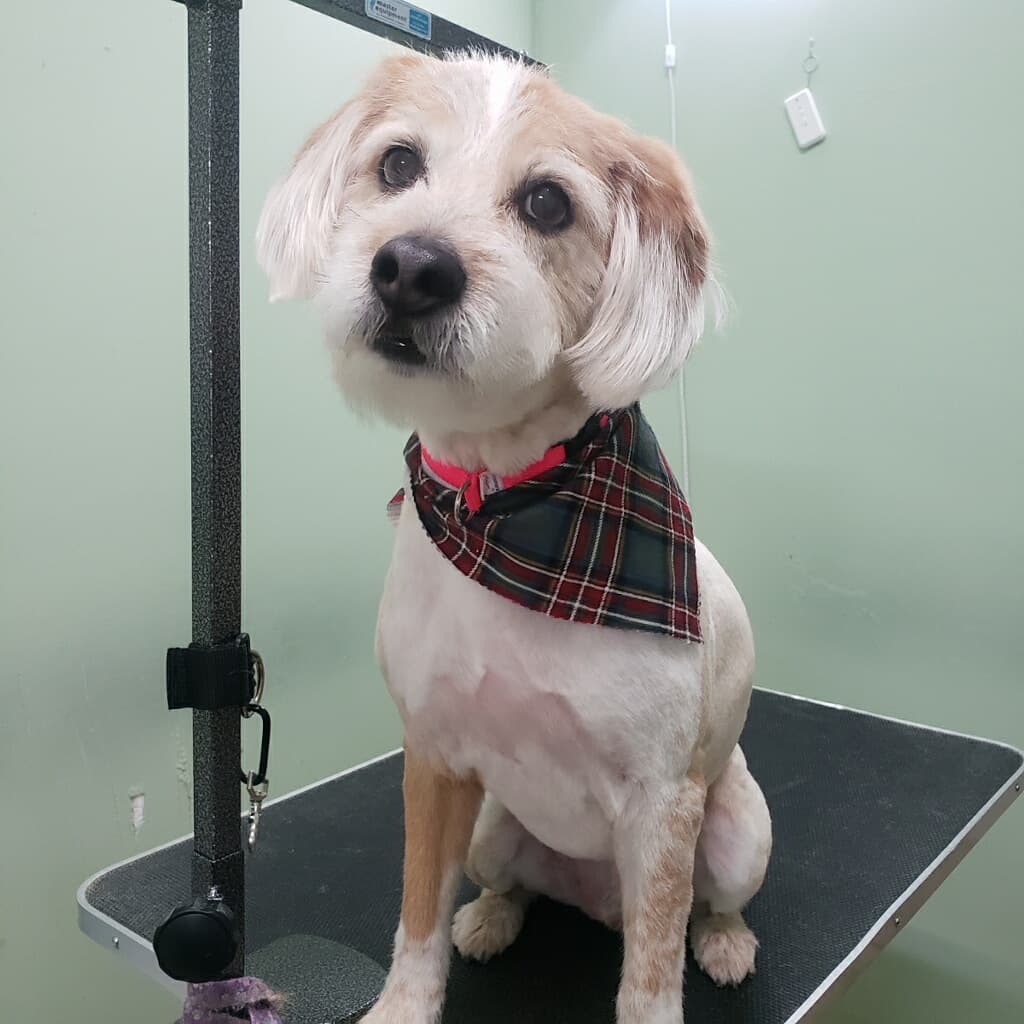 Doggie Style Bowtique - Pet groomer in Kansas City, MO