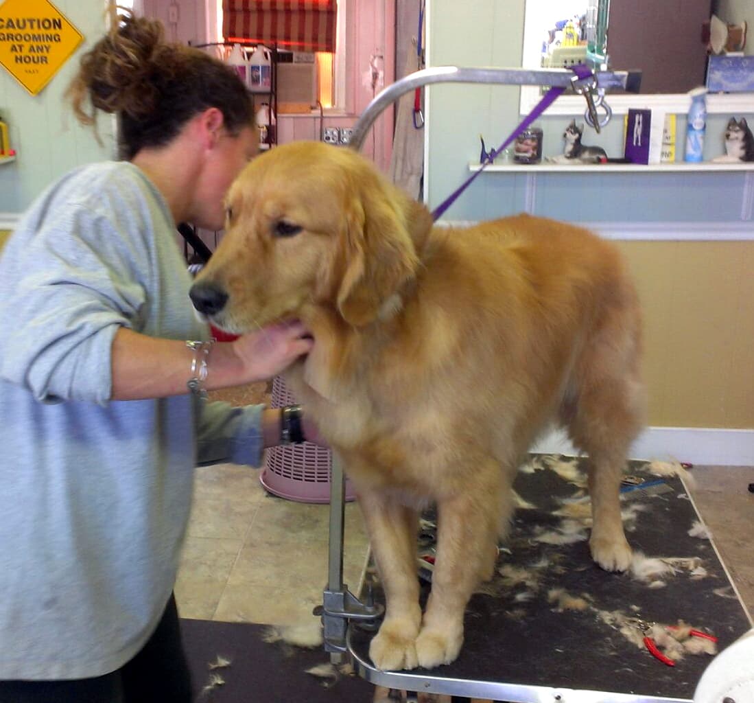 The Clip Joint - Pet groomer in Arlington, MA
