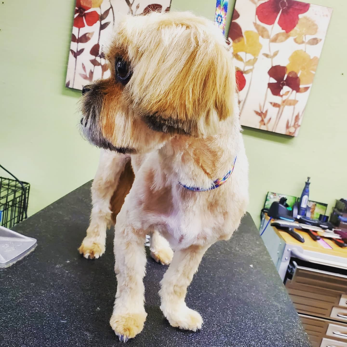 Good Vibes Grooming, LLC - Pet groomer in Denver, CO