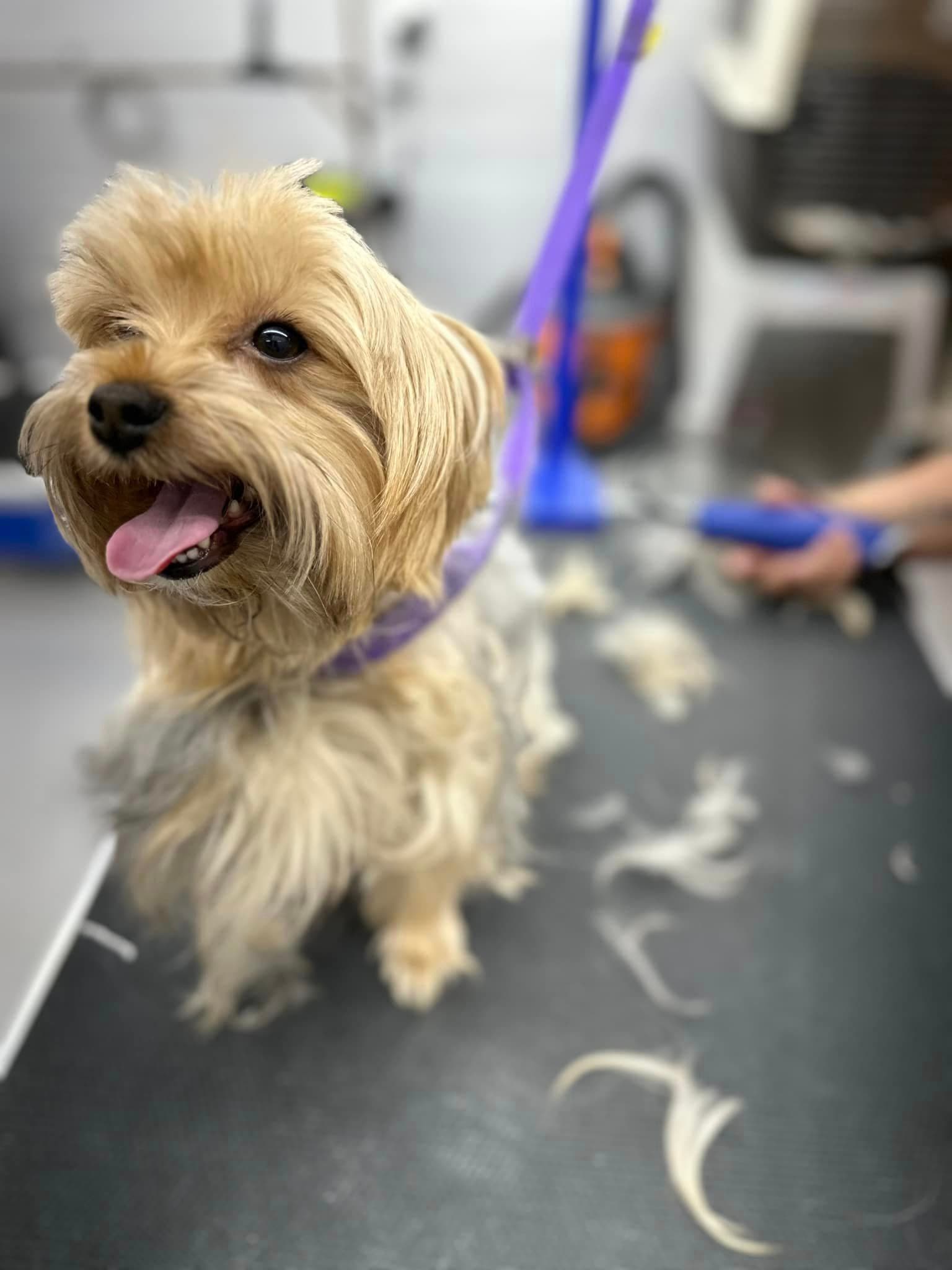 Heights Grooming - Pet groomer in Houston, TX