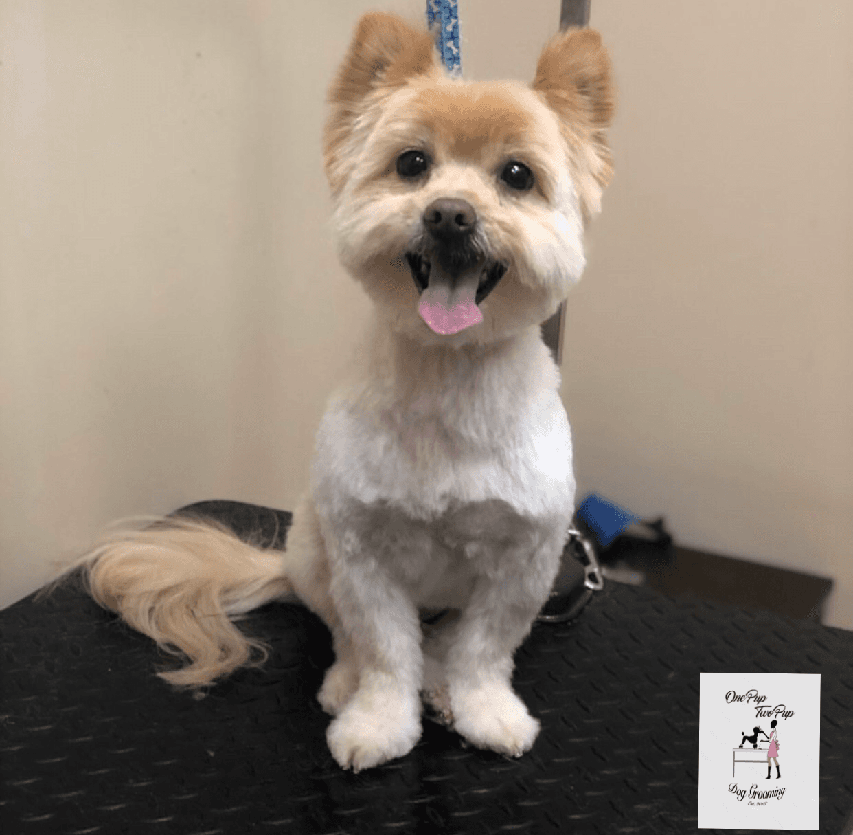 OnePupTwoPup Dog Grooming - Pet groomer in Brooklyn, NY