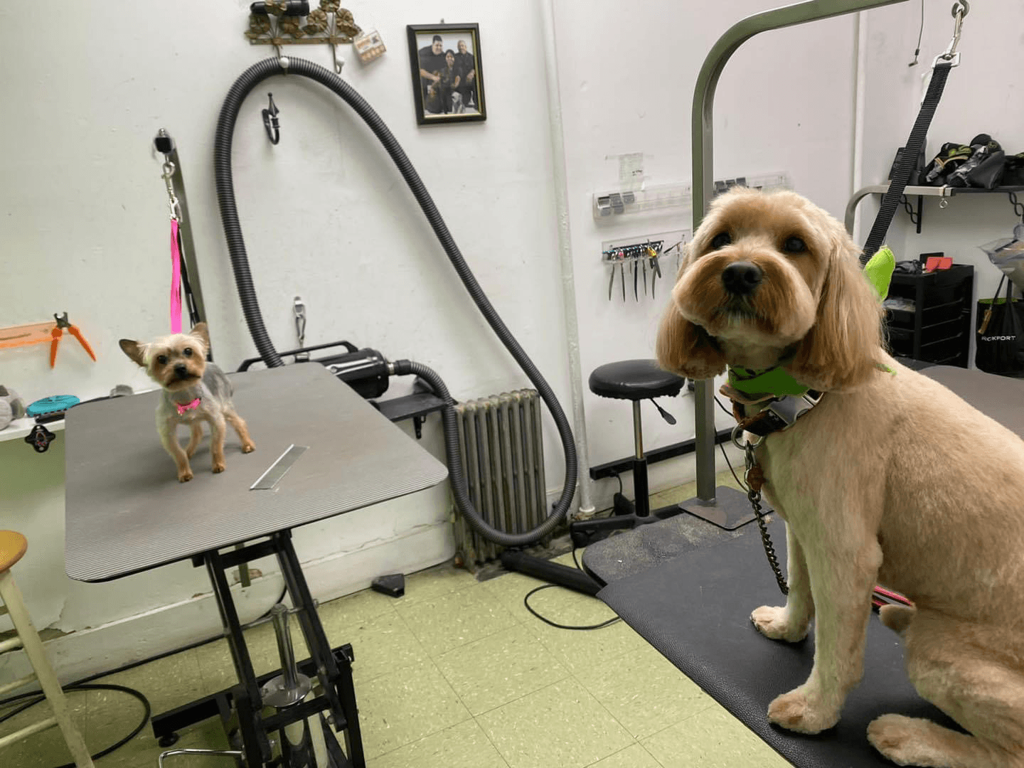 Pampered Pooch Place - Pet groomer in Astoria, NY