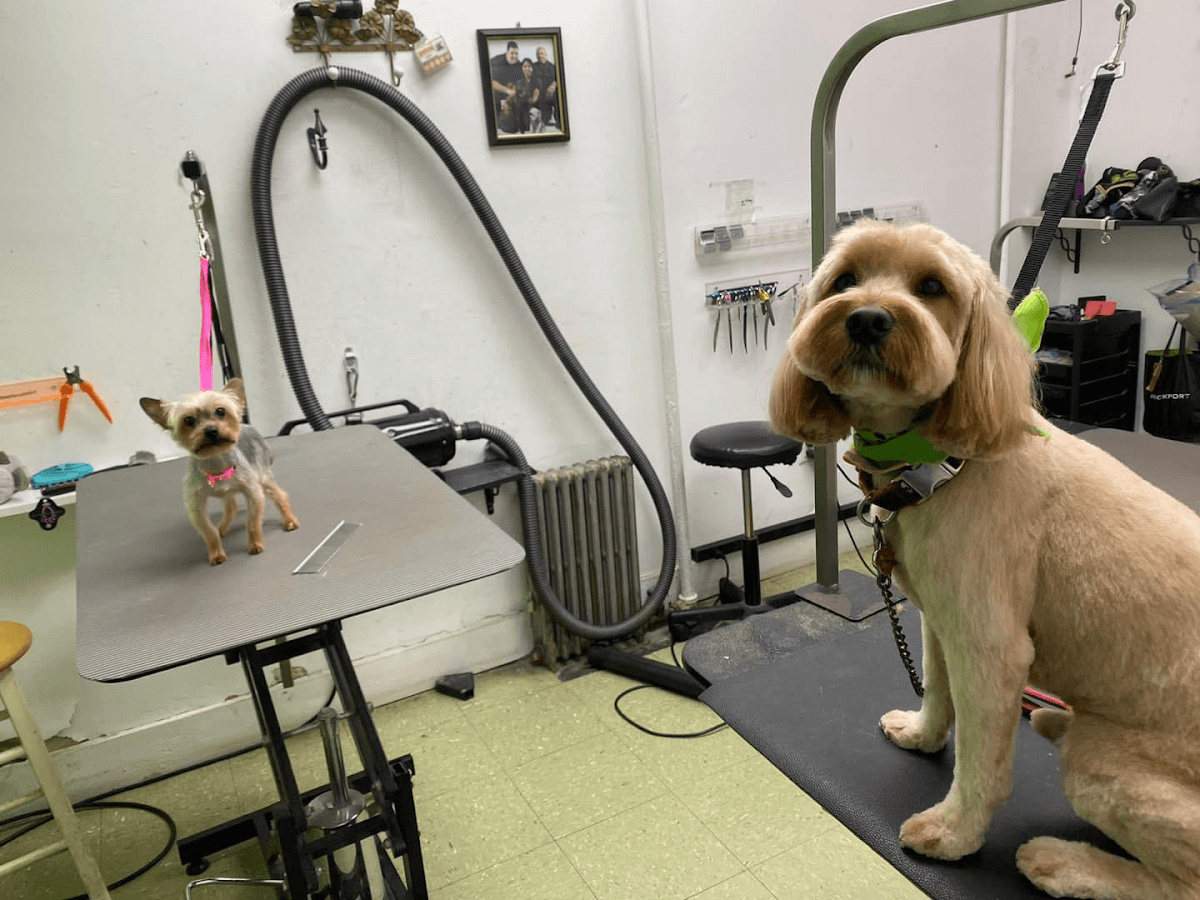 Pampered Pooch Place - Pet groomer in Astoria, NY