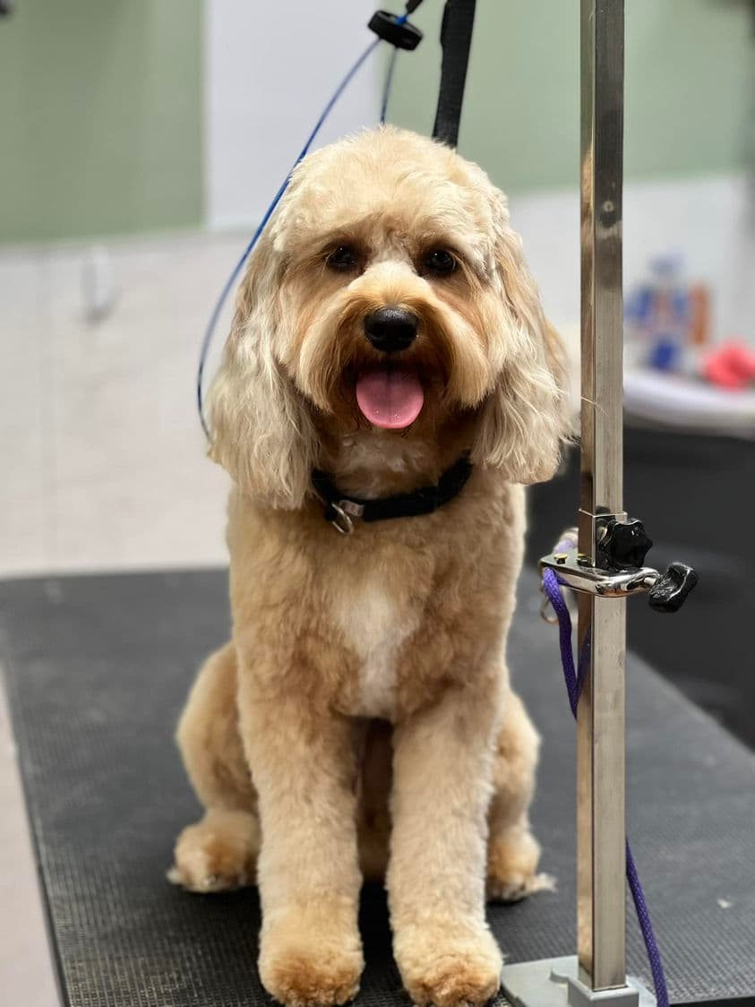 Atomic Dog Groomery - Pet groomer in Broadview Heights, OH