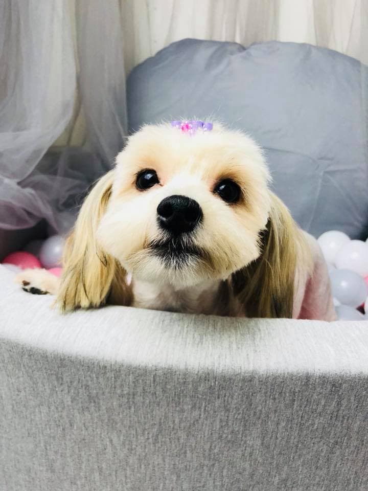 Bobby & Paws Pet Studio - Pet groomer in Bayside, NY