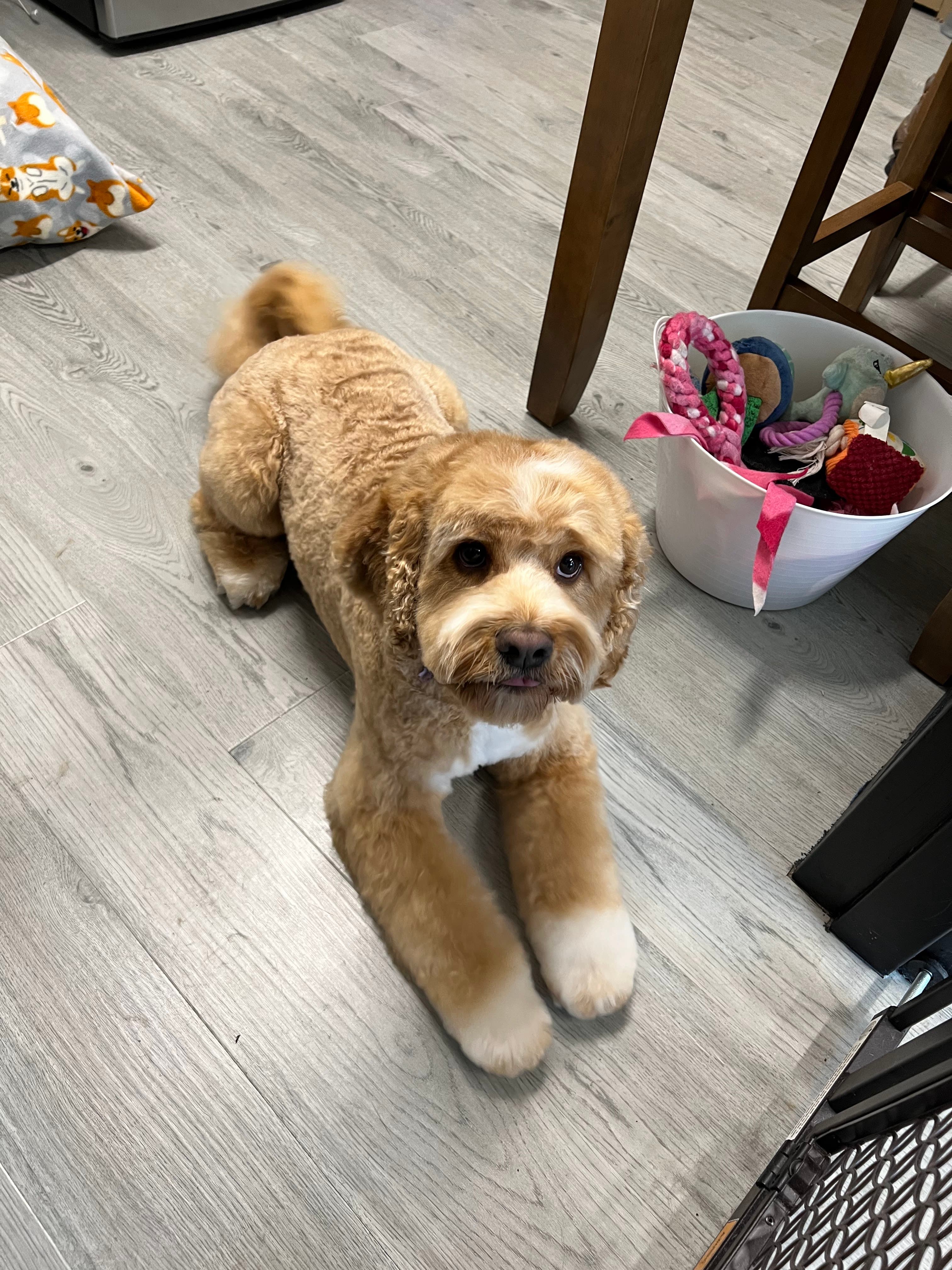 Adore Dog Salon - Pet groomer in St Louis Park, MN