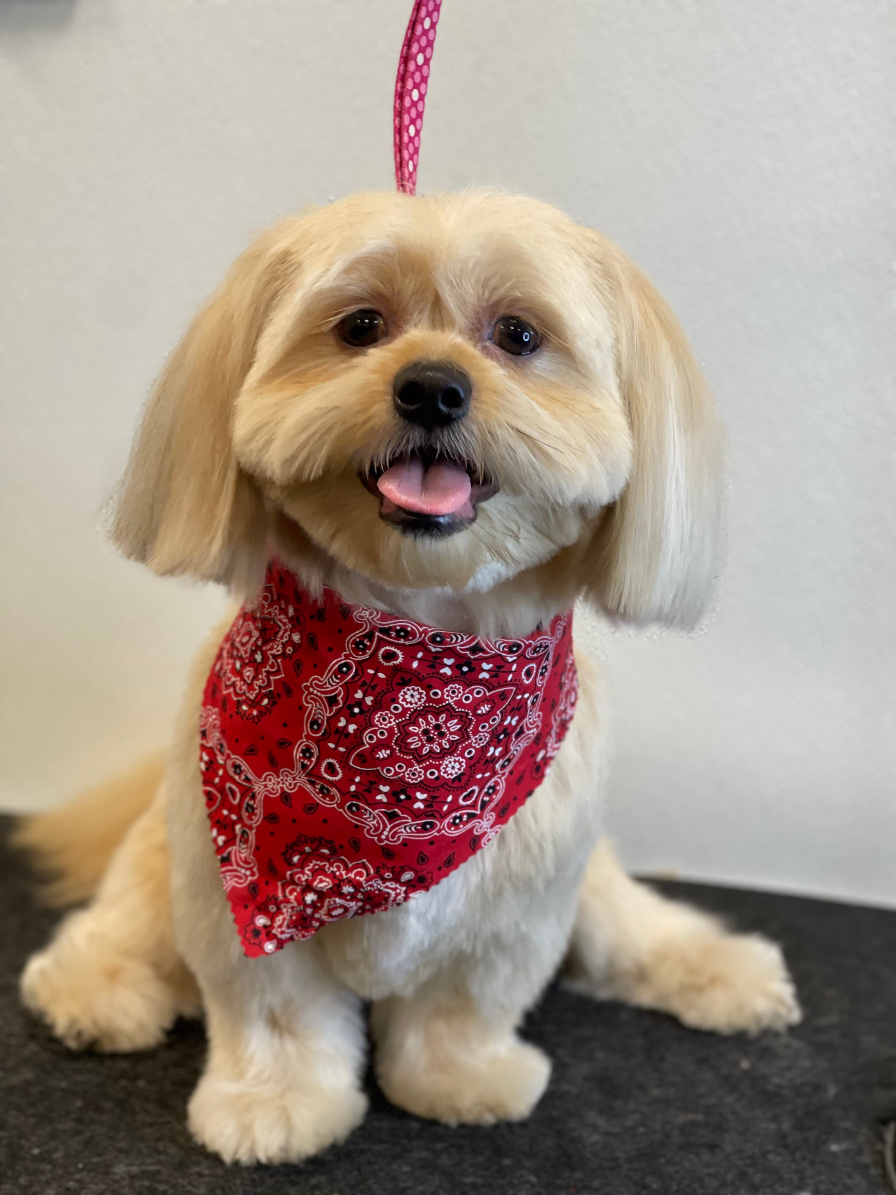 Towne House Grooming & Pet Supplies - Pet groomer in New York, NY