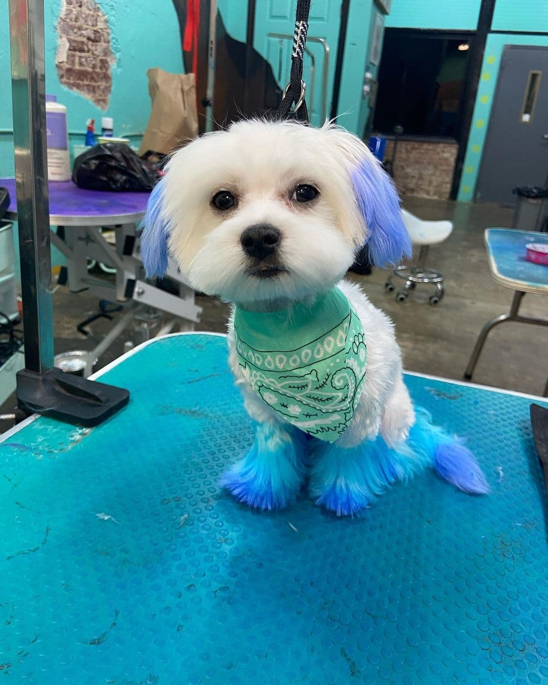 Groomed by Adrian - Pet groomer in Atlanta, GA