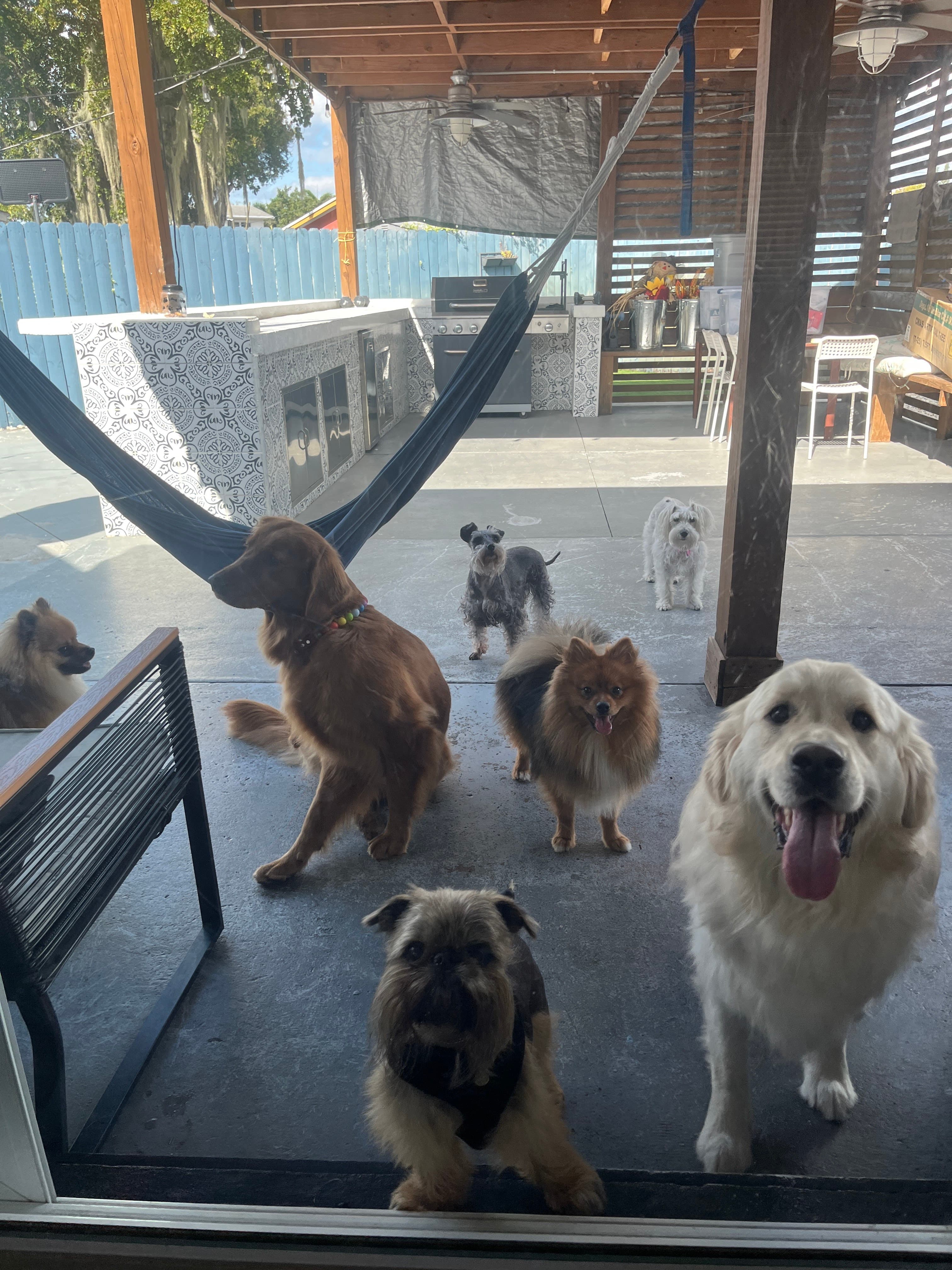 Lolita Colitas - Dog boarding/daycare Fort Lauderdale - Pet groomer in Fort Lauderdale, FL