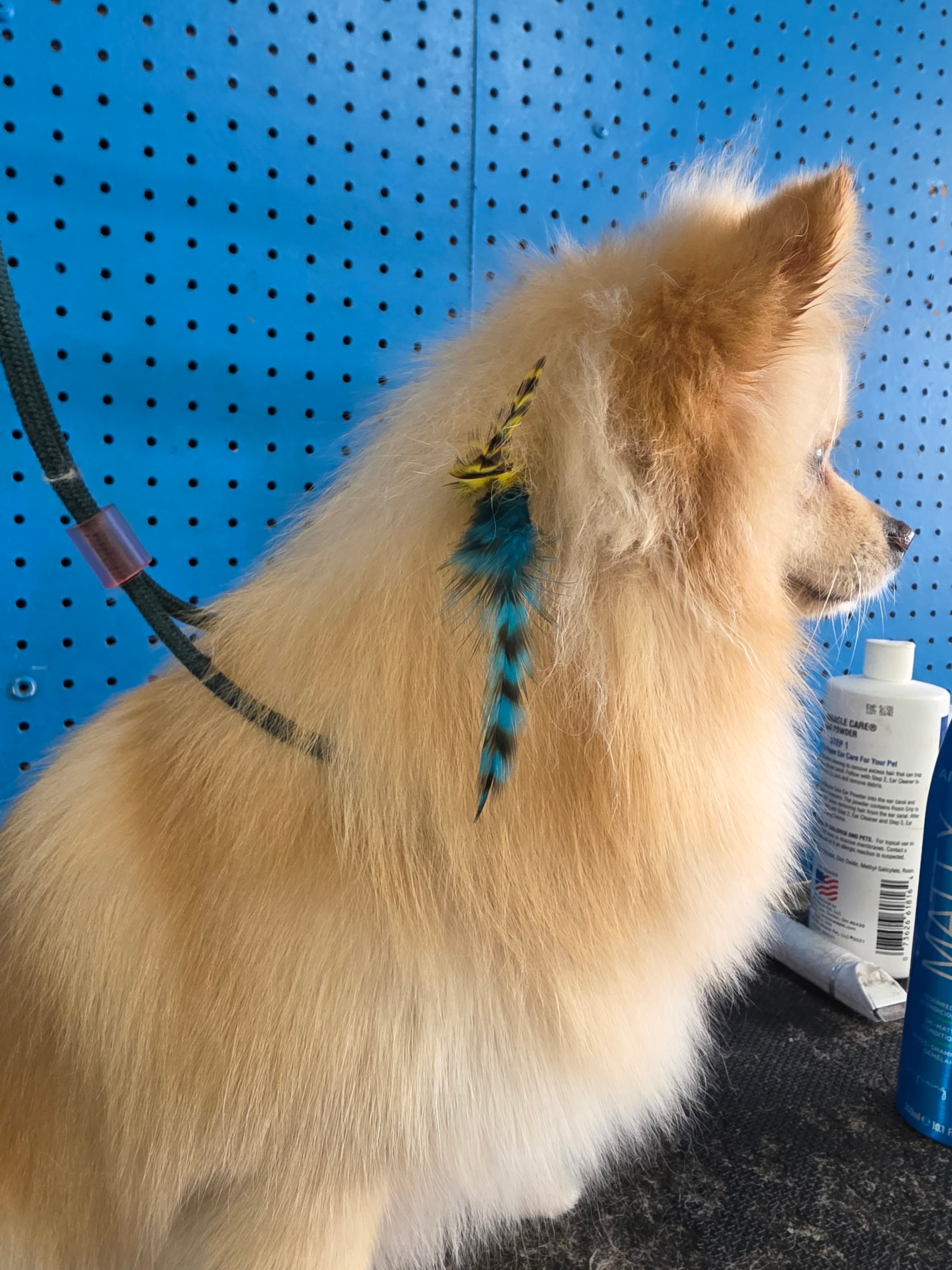 Pet Grooming - Pet groomer in Panorama City, CA