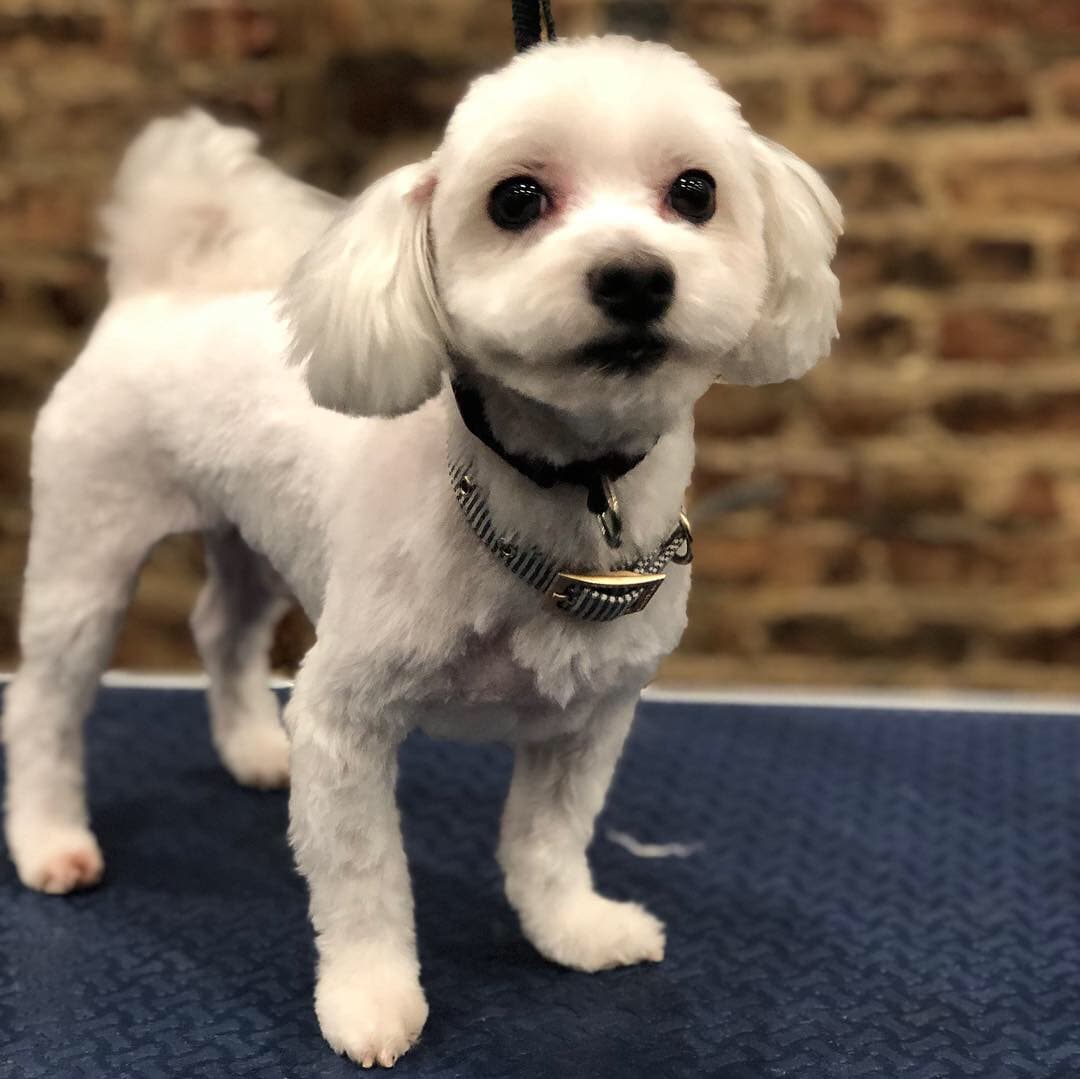 Brooklyn Paw House - Pet groomer in Brooklyn, NY