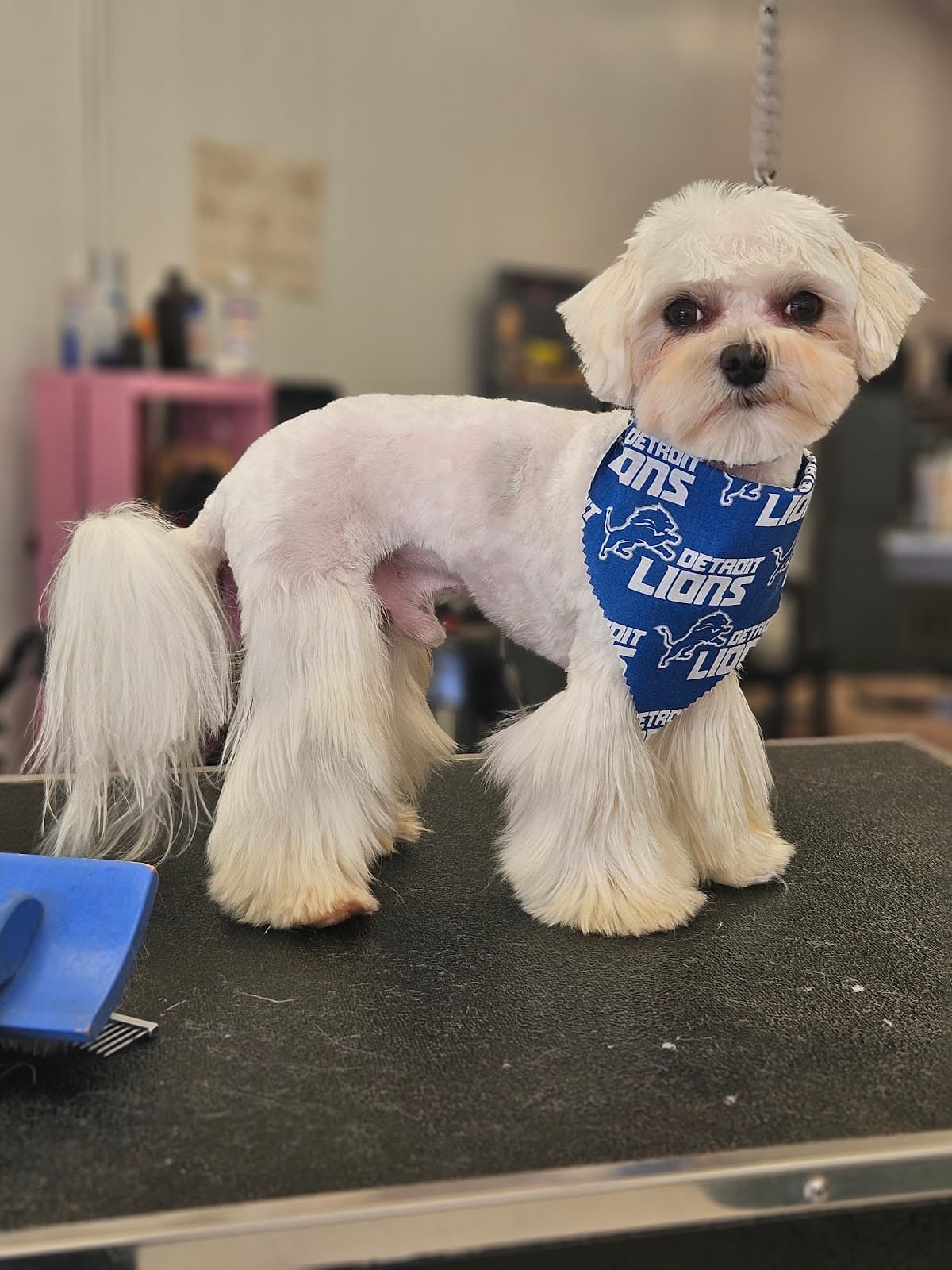 Hair Of The Dog - Pet groomer in Eastpointe, MI