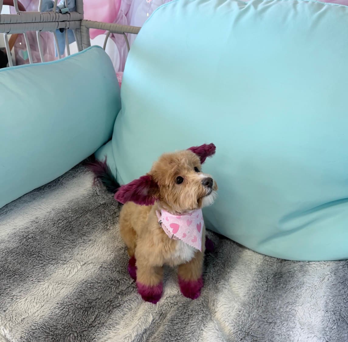 Poodle & Co Pet Spa and Boutique + Self Wash Spa - Pet groomer in Ferndale, MI