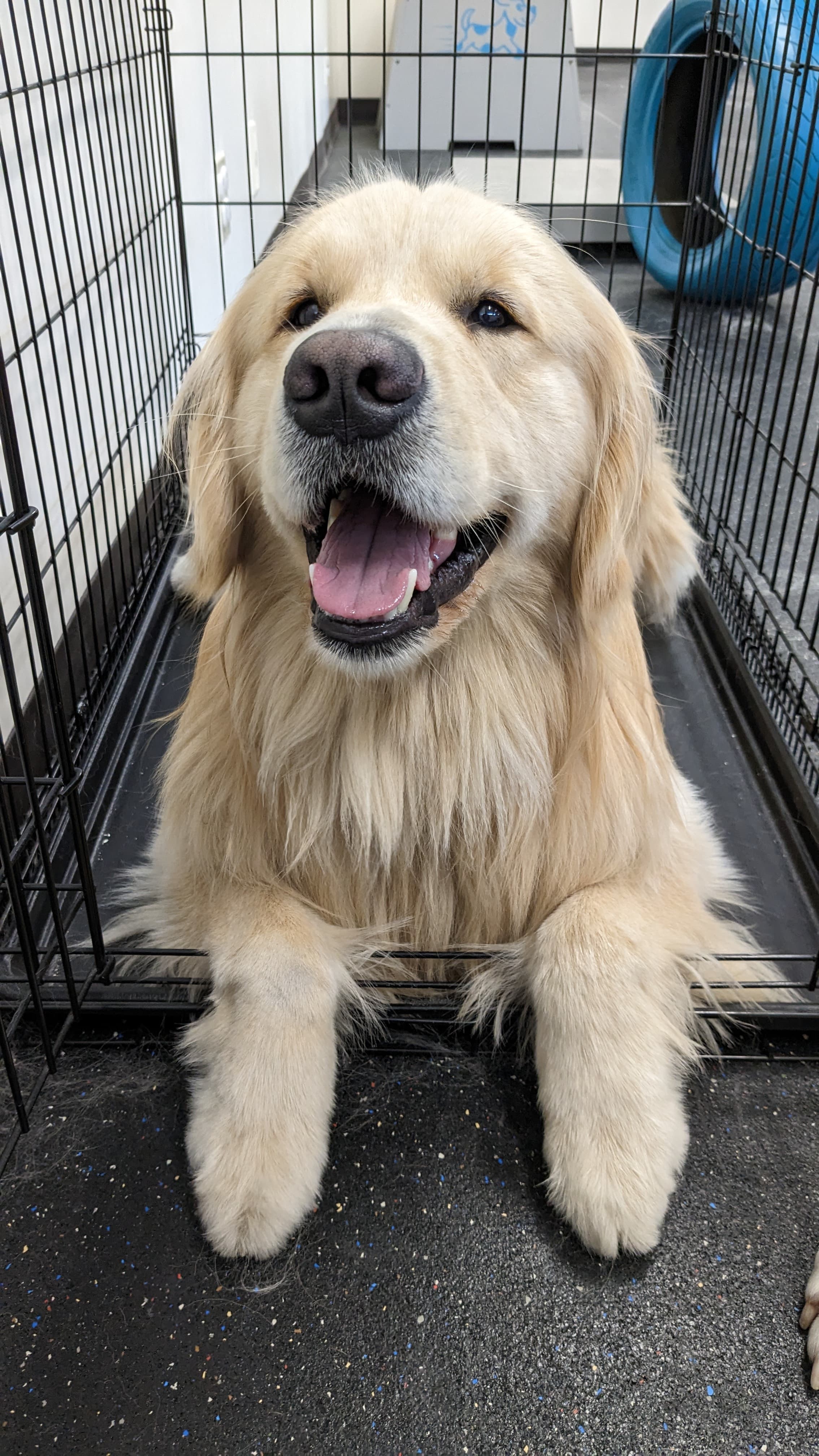 Scooter's Pet Care - Pet groomer in Seattle, WA