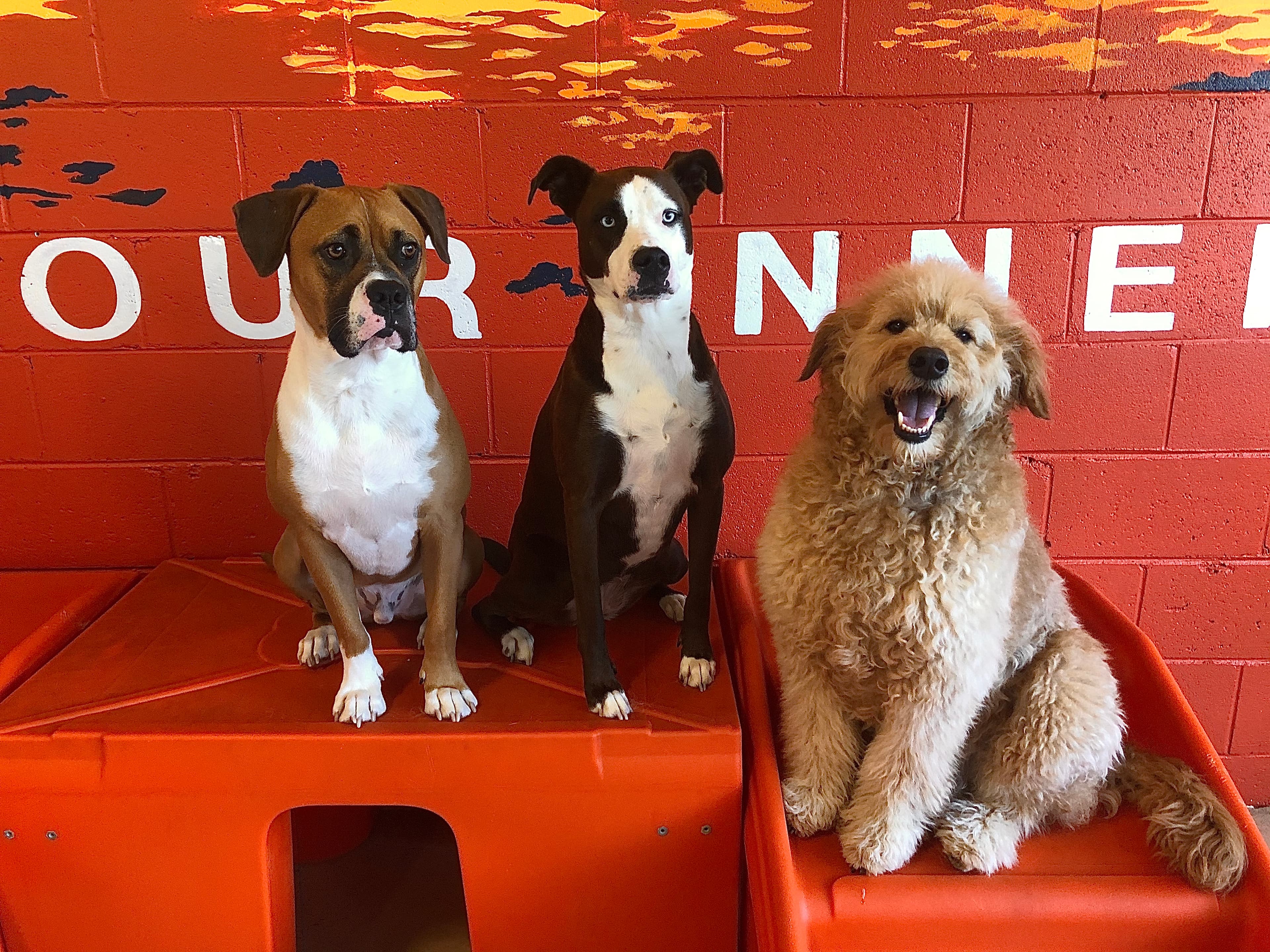 WAG-A-LOT Upper Westside - Pet groomer in Atlanta, GA