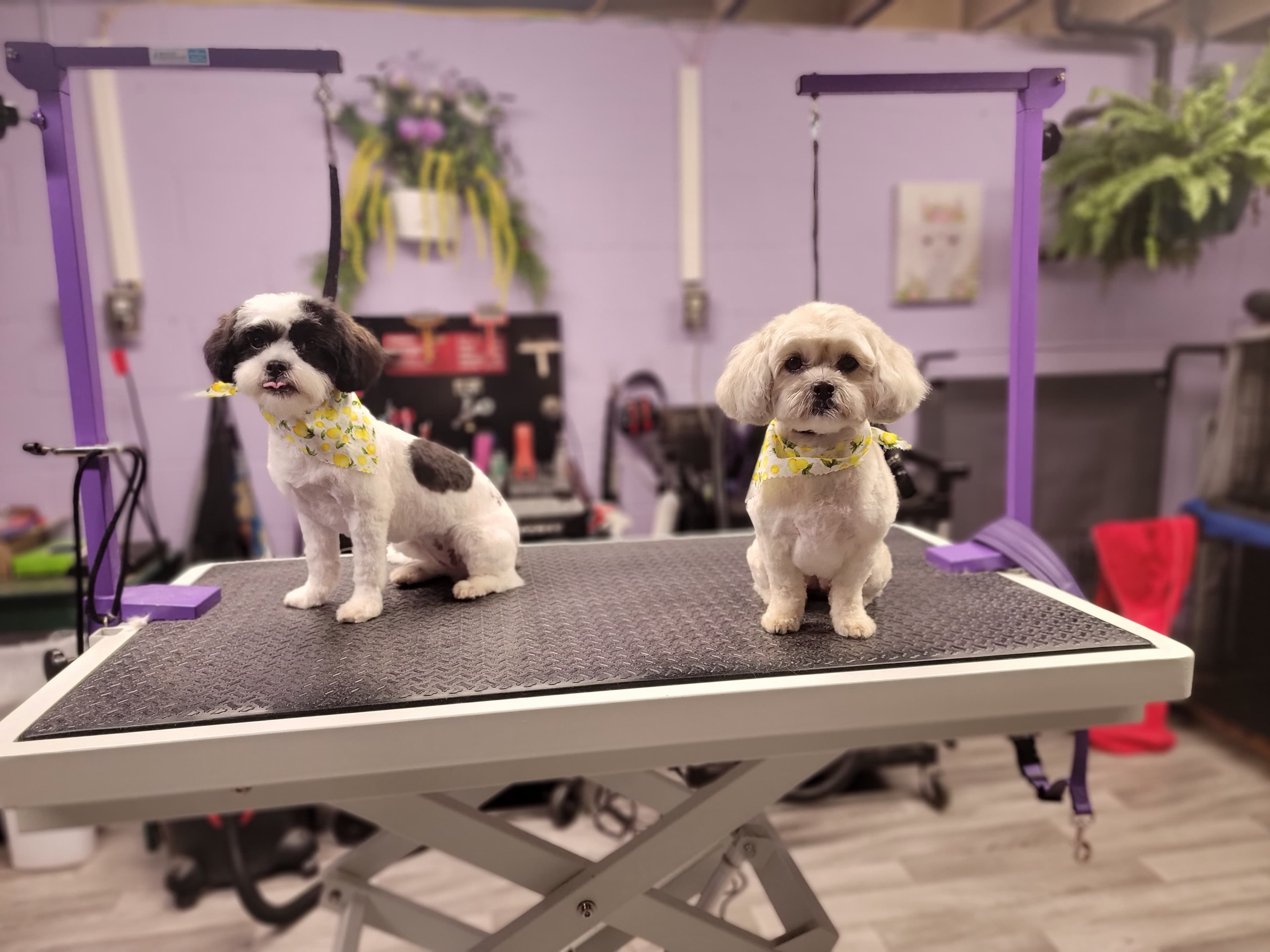 Teresa's Small Spaw - Pet groomer in Pittsburgh, PA