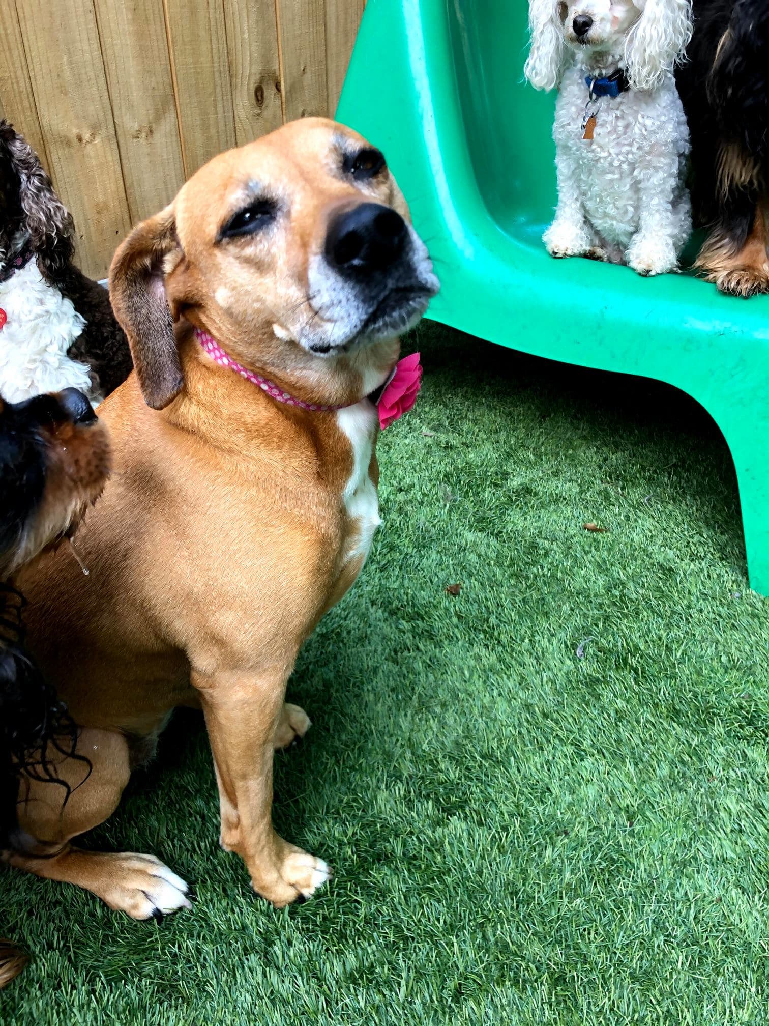 Barking Hound Village Cheshire - Pet groomer in Atlanta, GA