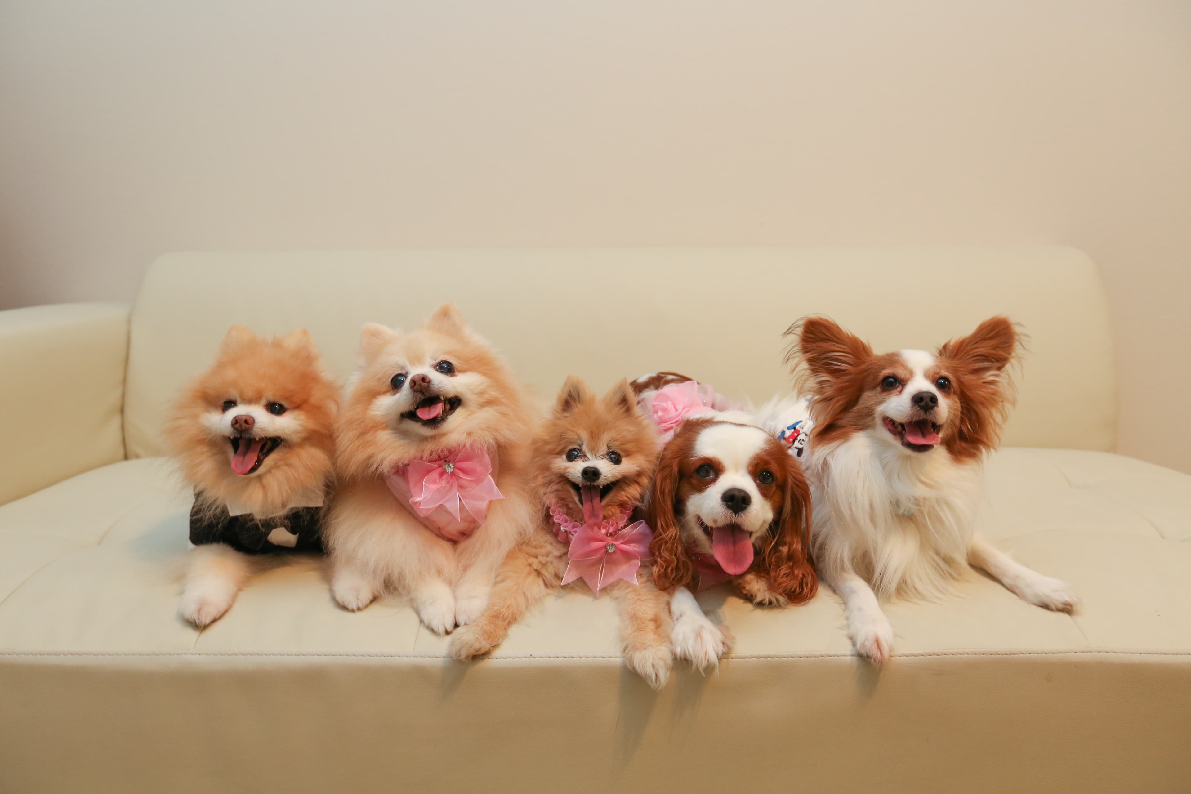 Dogs R Dogs - Pet groomer in Houston, TX
