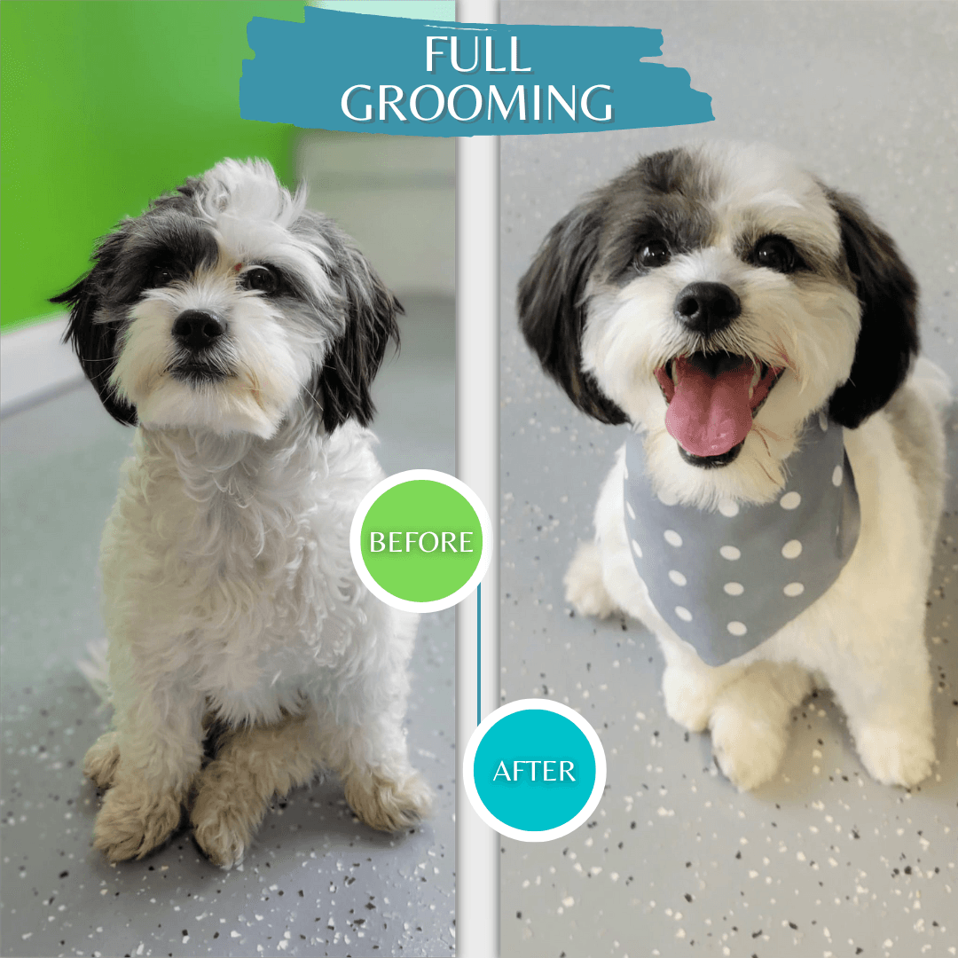 LOVELY PETS CHICAGO - Pet groomer in Chicago, IL