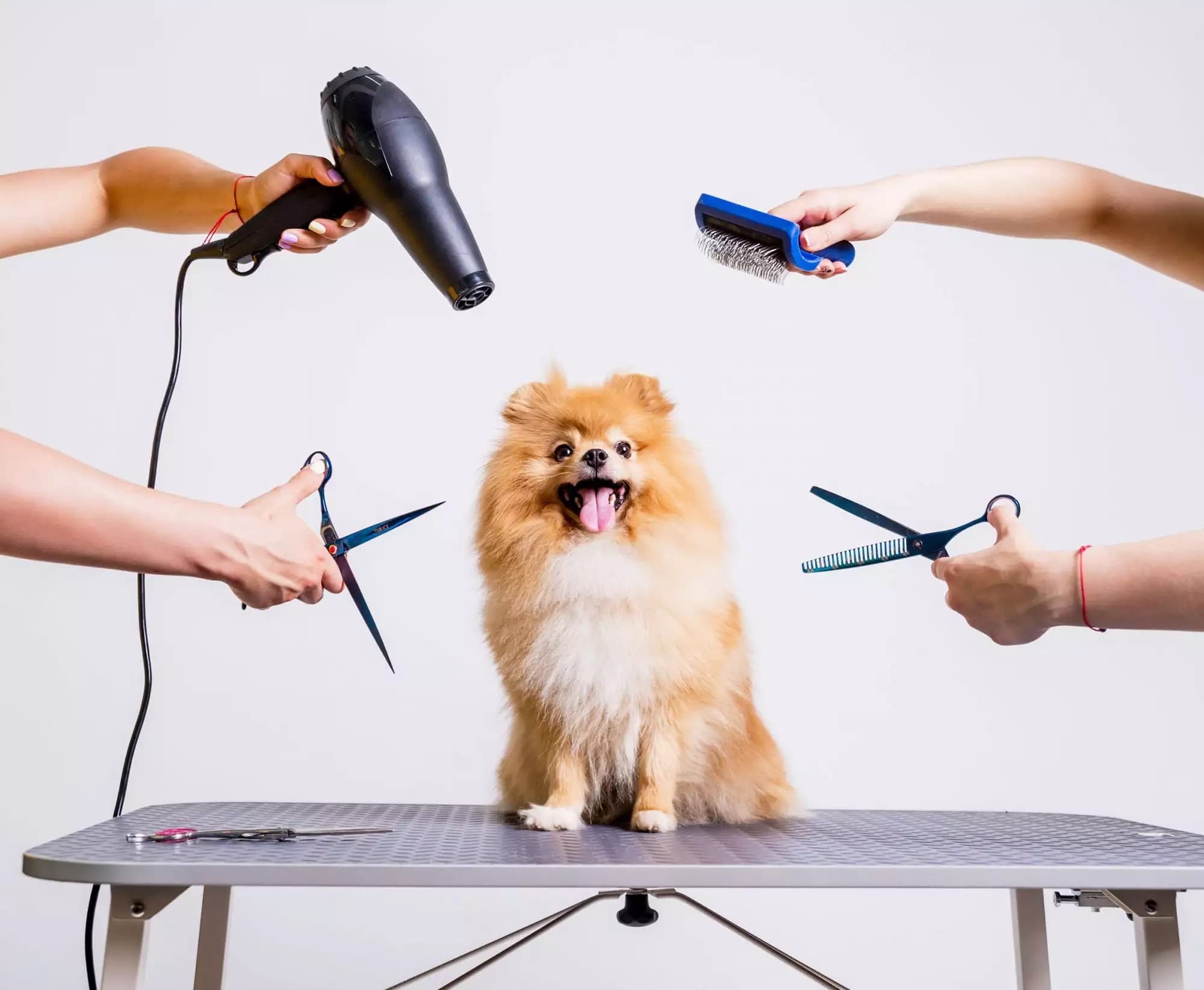 Furry Land Mobile Grooming Orlando - Pet groomer in Orlando, FL