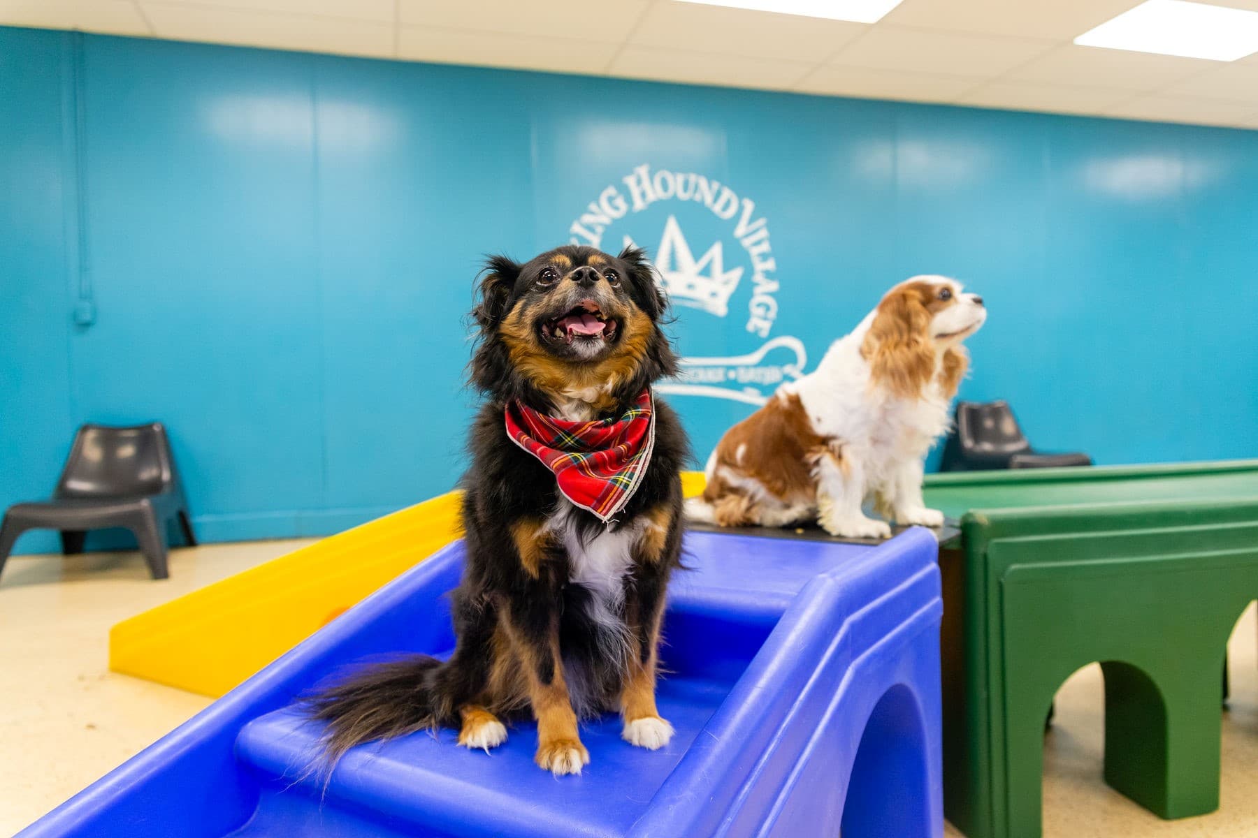 Barking Hound Village - Dallas - Pet groomer in Dallas, TX
