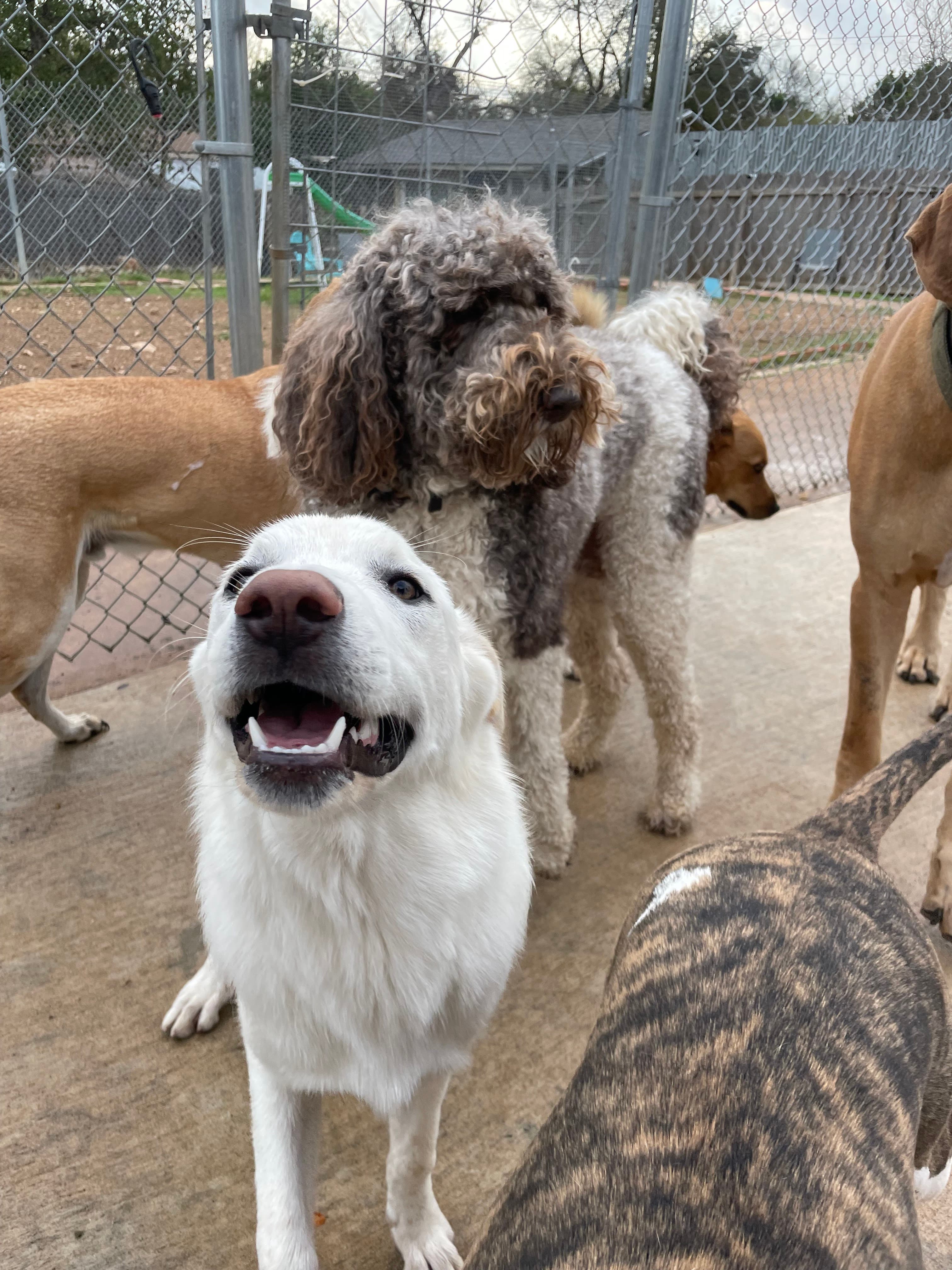 Foxy Roxys Doggy Day Out - Pet groomer in Austin, TX