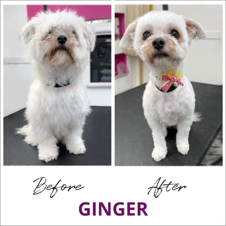 Angie's Mobile Pet Styling - Pet groomer in Lutz, FL