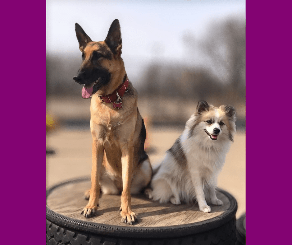 A Paw Place - Pet groomer in Chicago, IL